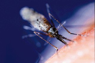 Mosquito Anofeles, transmisor de la malaria.