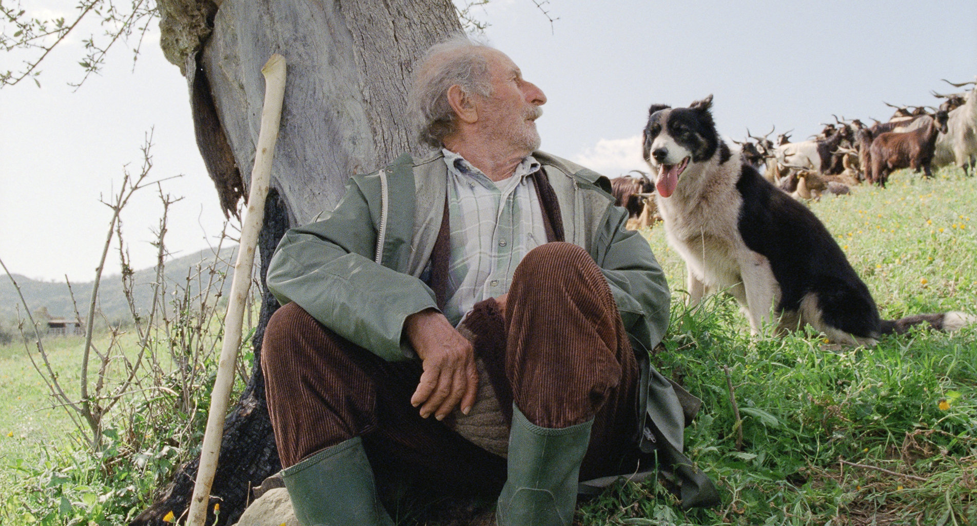 Las cuatro veces (Le Quattro volte, 2010), de Michelangelo Frammartino.
