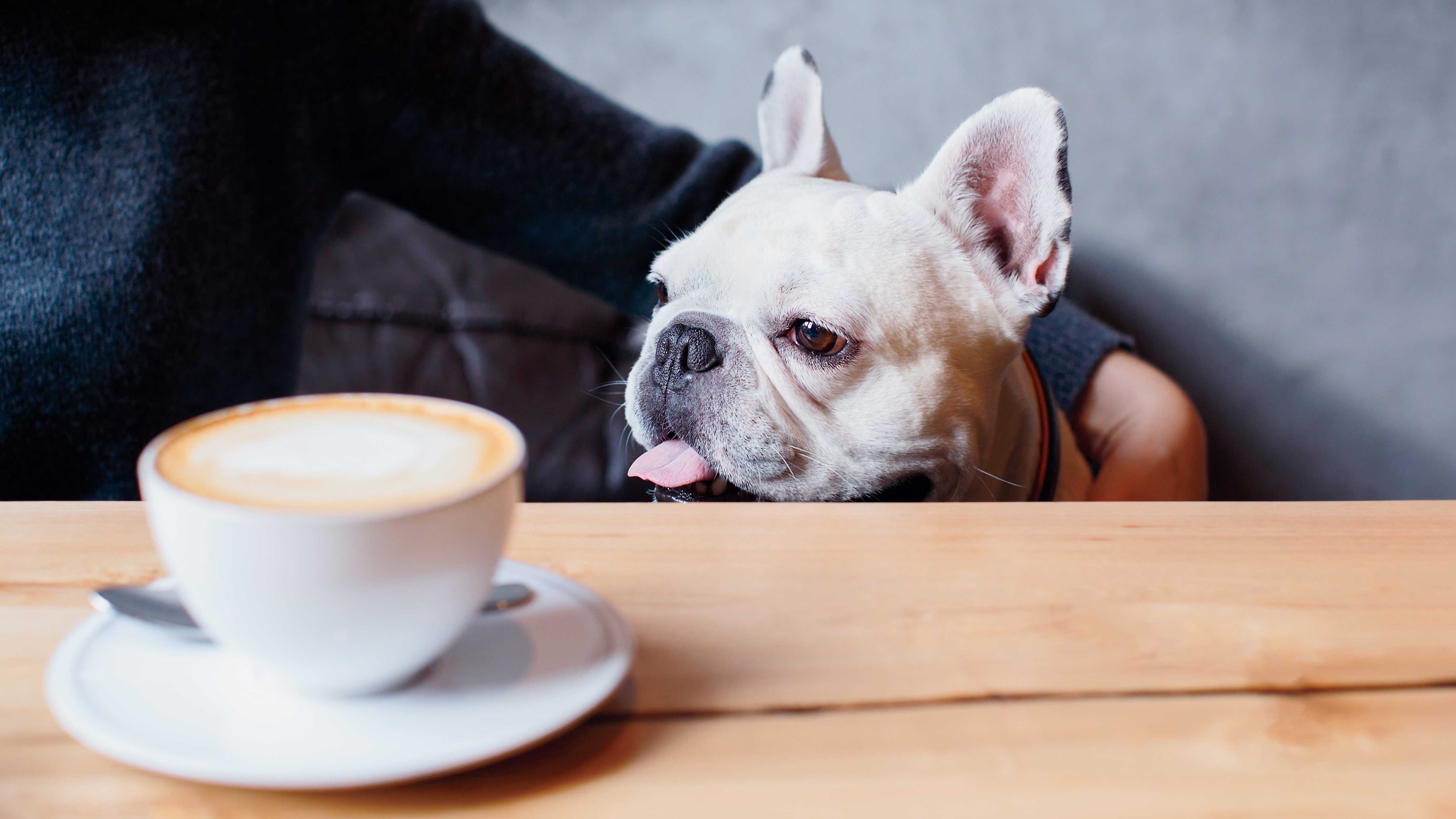 Pet Friendly