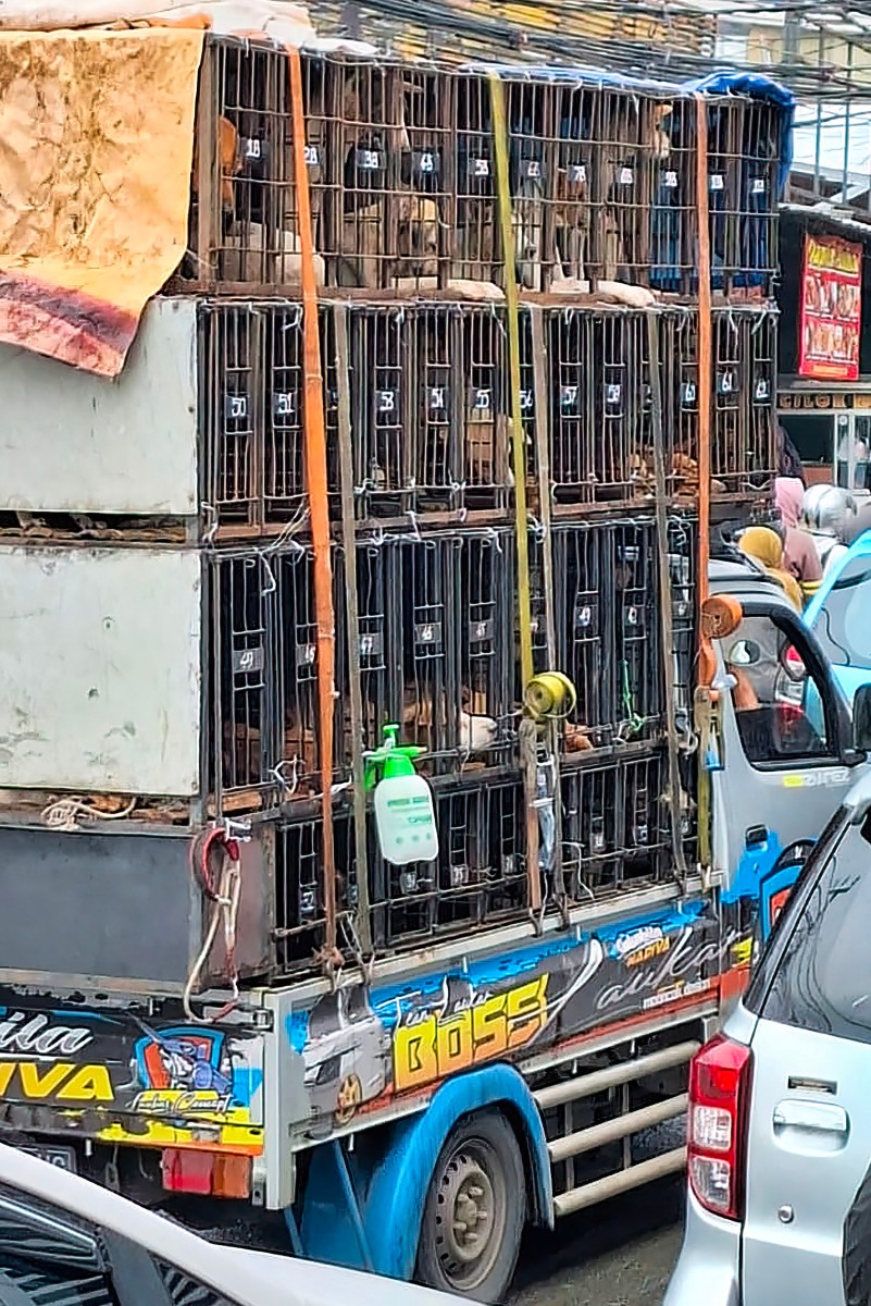Imagen sin fecha provista a AFP por el servicio de salud de Yakarta, Indonesia, con varios perros en jaulas.