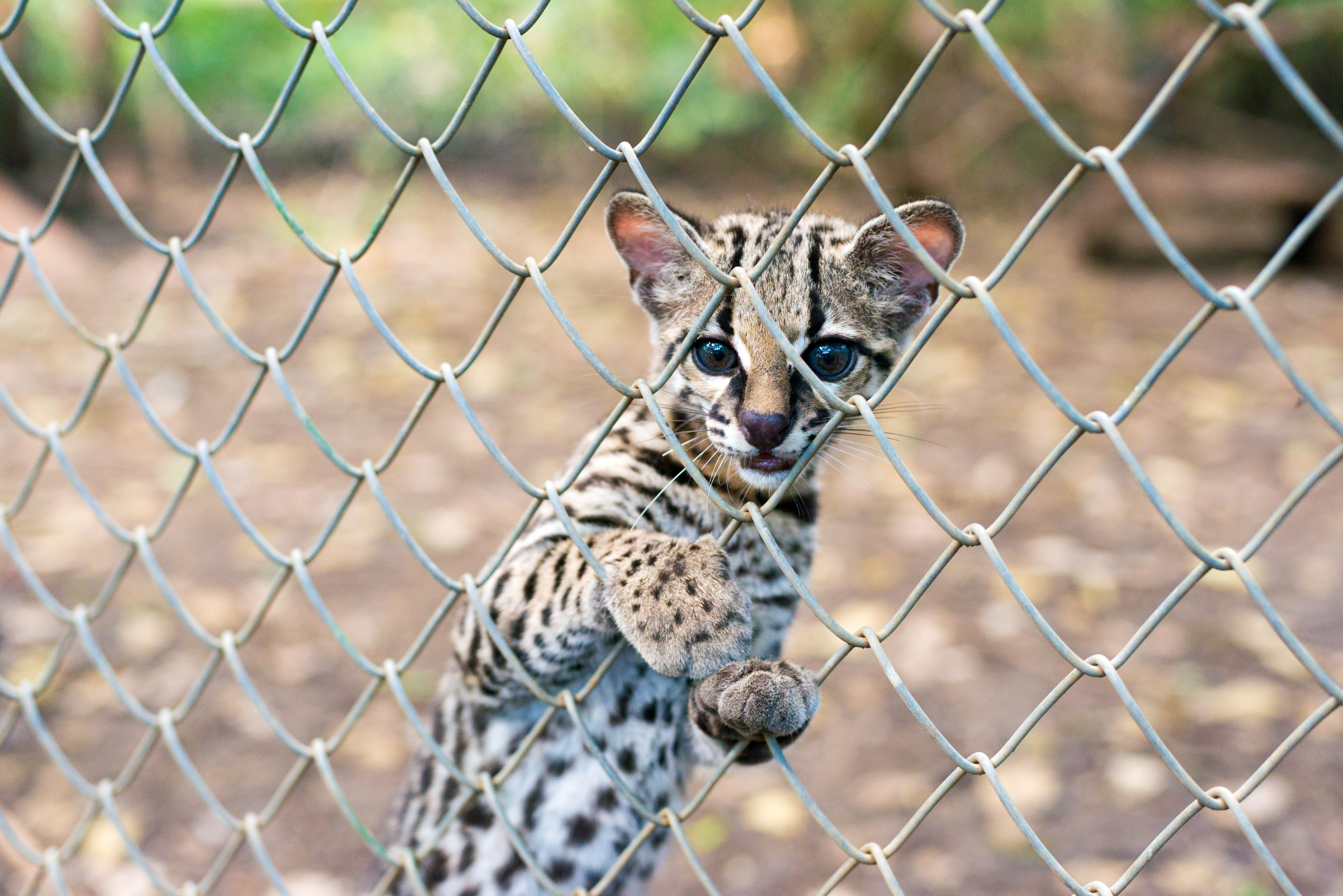 Una de las especies silvestres del Centro de Rescate Las Pumas es el manigordo u ocelote. Imagen con fines ilustrativos. Foto: Emi Kondo, Protección Animal Mundial.