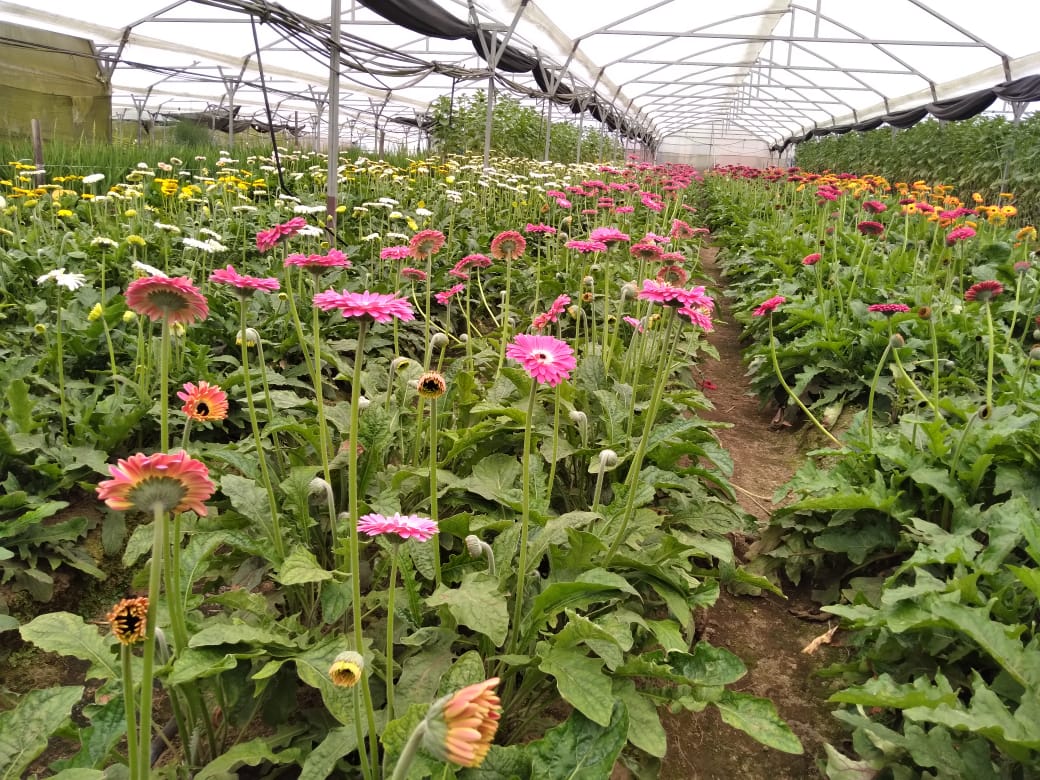 Actualmente hay productores que volvieron a dedicarse a la actividad de flores al 100%, pero hay quienes continúan destinando parte de sus fincas para producir otros cultivos. Imagen del invernadero de Asdrúbal Guzmán, un floricultor de Llano Grande.