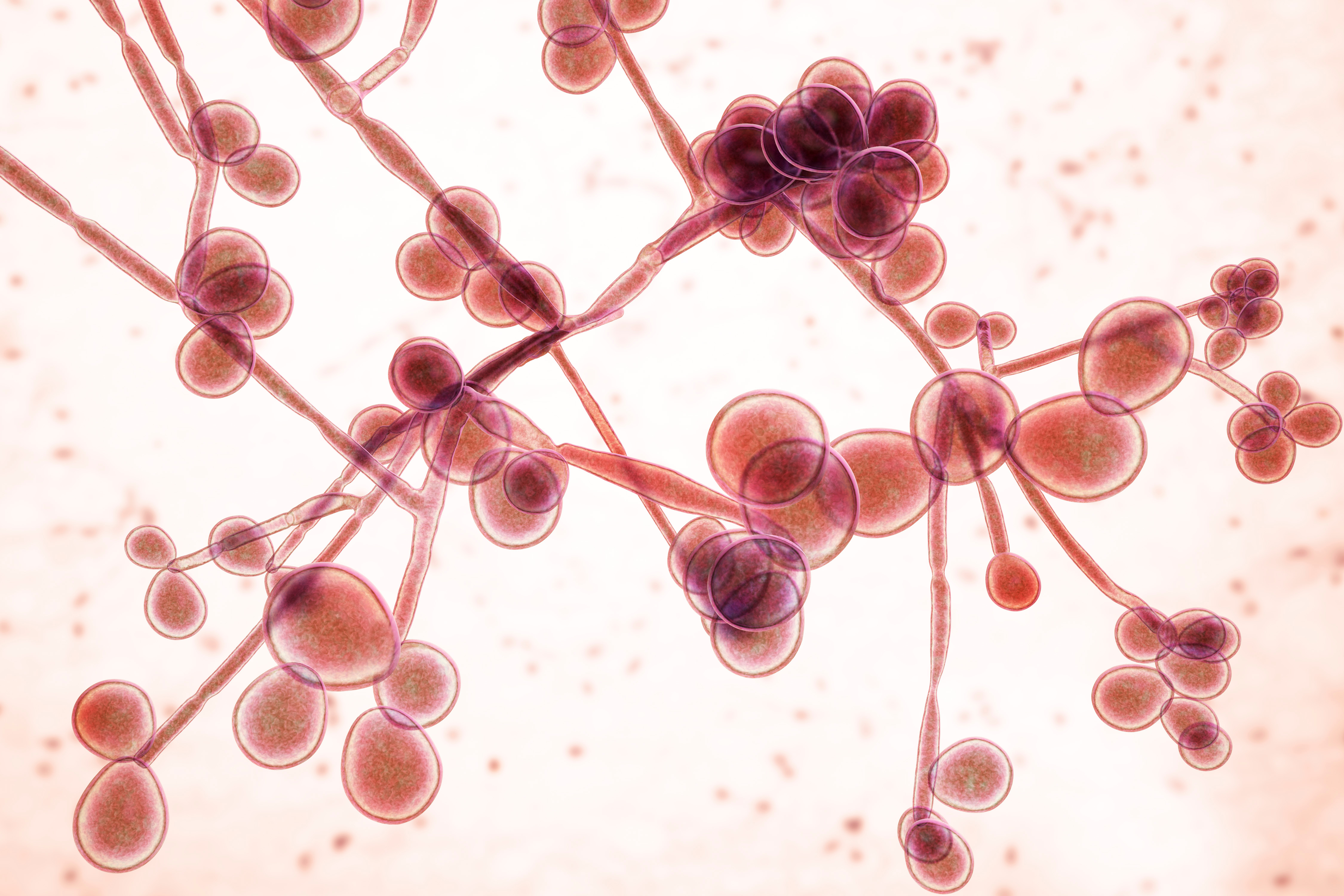 3D illustration of fungi Candida, the causative agent of candidiasis, thrush, systemic invasive infections. Pathogenic fungus or yeast - Ilustración hongo Candida auris