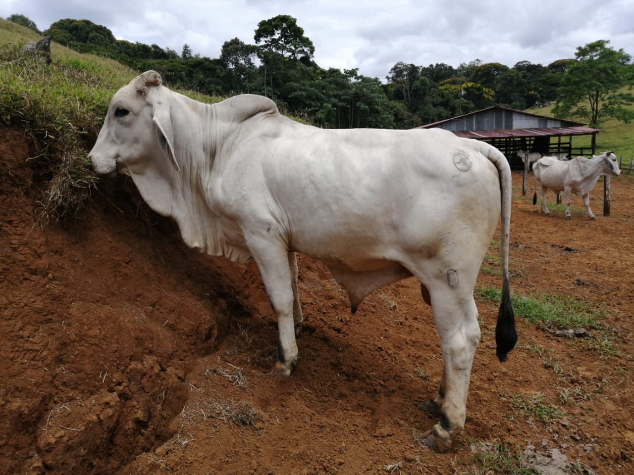 Los ladrones roban ganado especialmente para la producción de carne, dice el OIJ.