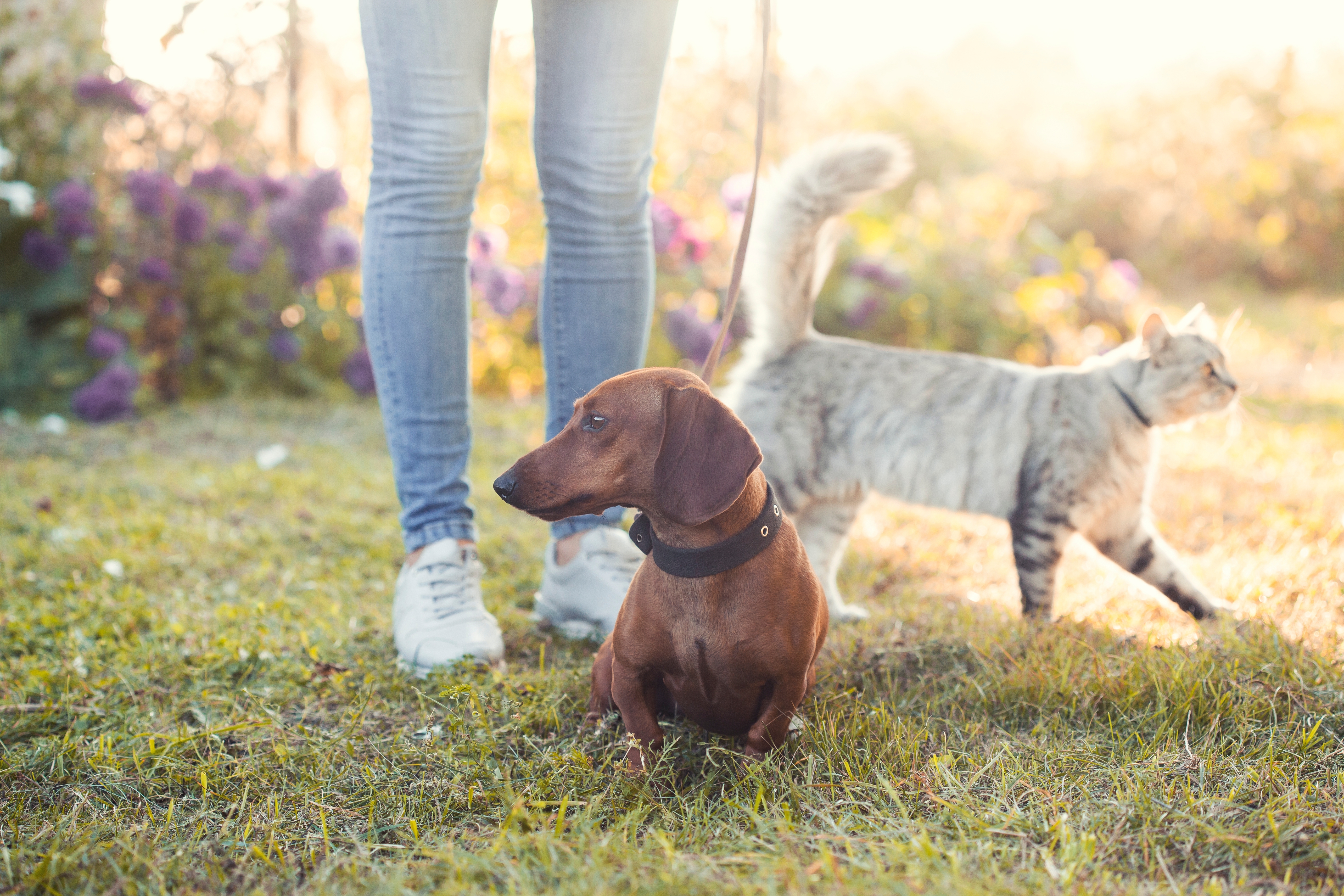 El Poder Ejecutivo emisió un nuevo reglamento para regular los criaderos y la venta de perros y gatos.