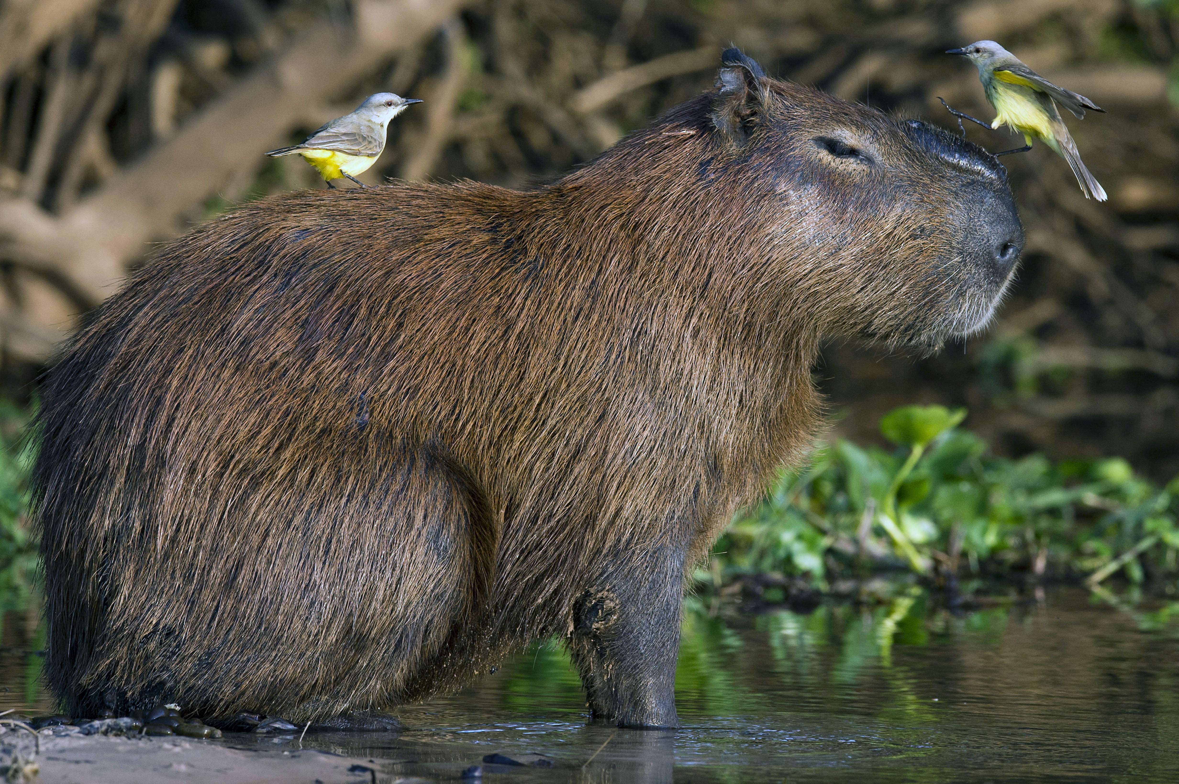 Birds rest on a capybara (Hydrochoerus hydrochaeris) at the Paraguay river, in Caceres, Brazil, the gateway to the Pantanal, on August 25, 2014. Often referred to as the world�s largest freshwater wetland system, the Pantanal, is a stunning biodiversity sanctuary which extends through millions of hectares in central-western Brazil, eastern Bolivia and eastern Paraguay. It includes sanctuaries for migratory birds, nursery grounds for aquatic life, and refuges for such creatures as the yacare caiman, deer, and jaguar. Some 4,500 different species live in the Pantanal. AFP PHOTO / NELSON ALMEIDA