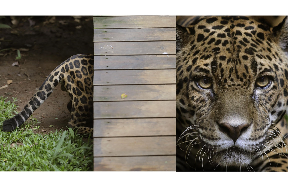 El jaguar del Simón Bolívar.
