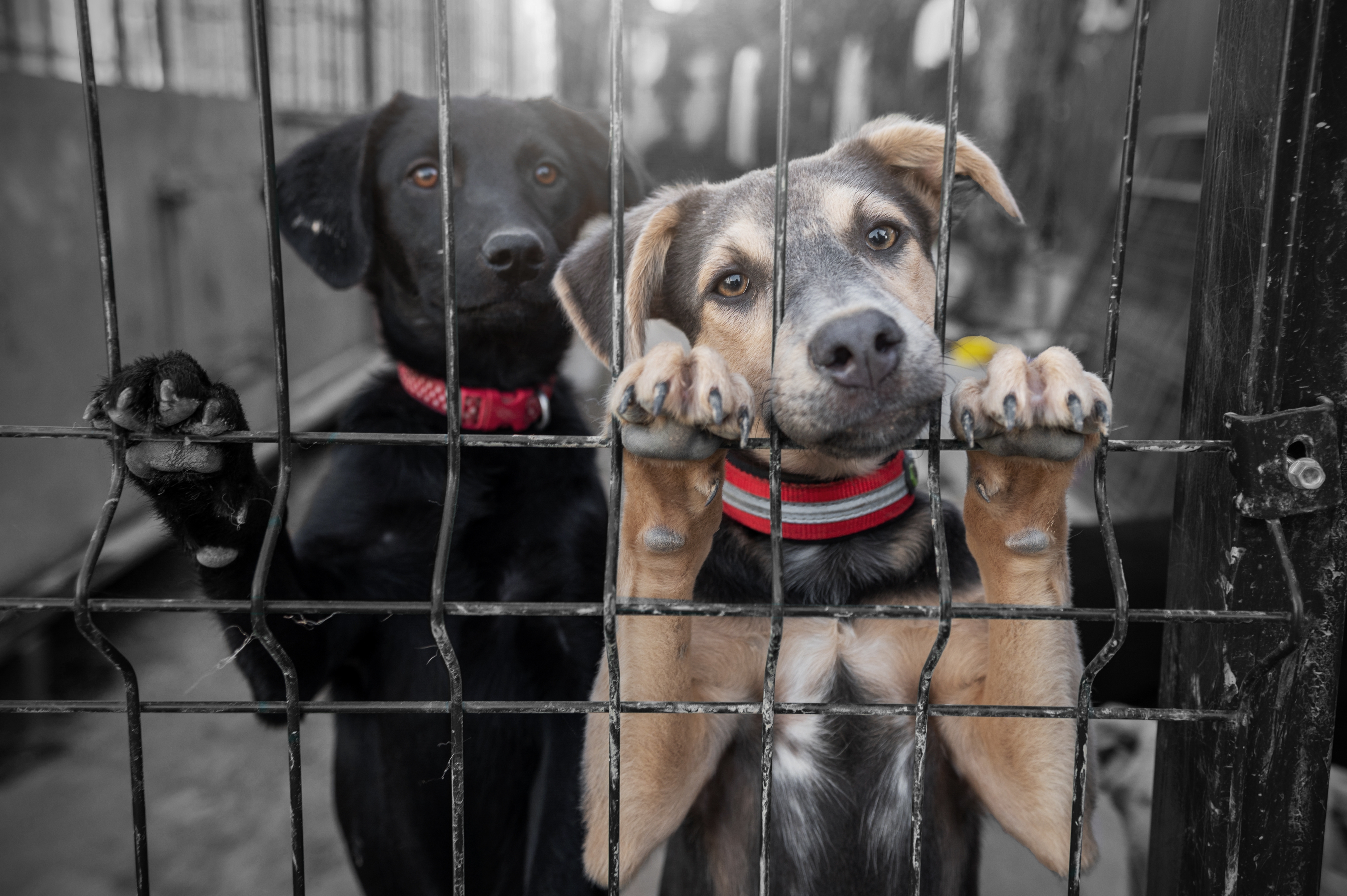 En la imagen dos perritos en un refugio