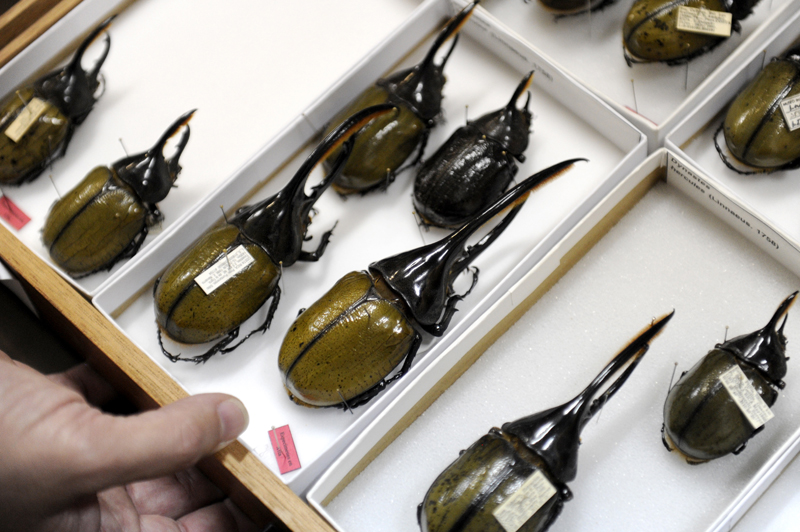 Las colecciones que traspasa el INBio al Museo Nacional consta de 3,5 millones de ejemplares. | MELISSA FERNÁNDEZ