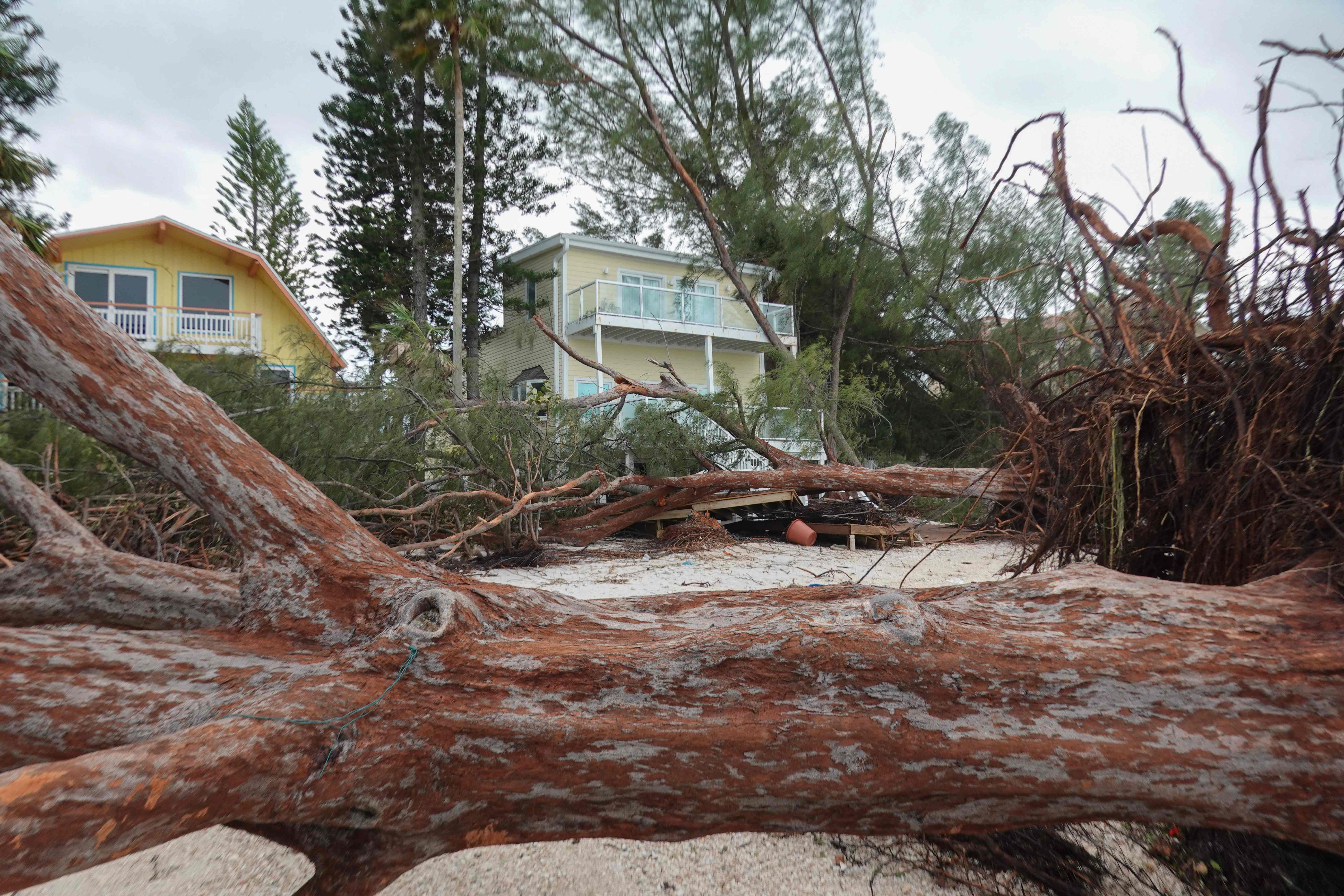 TREASURE ISLAND, FLORIDA - SEPTEMBER 28: Fallen trees lay on the beach after Hurricane Helene hit the area with high surge waters as it passed offshore on September 28, 2024 in Treasure Island, Florida. Hurricane Helene made landfall Thursday night in Florida's Big Bend with winds up to 140 mph and storm surges that killed at least 42 people in several states. Joe Raedle/Getty Images/AFP (Photo by JOE RAEDLE / GETTY IMAGES NORTH AMERICA / Getty Images via AFP)