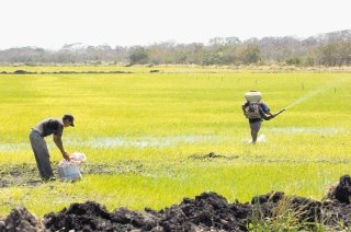13 de febrero del 2007, Guanacaste, Cañas, parcela de arroz en la soga de abangares. Agricultura, agricultores, cosecha. /caravaca