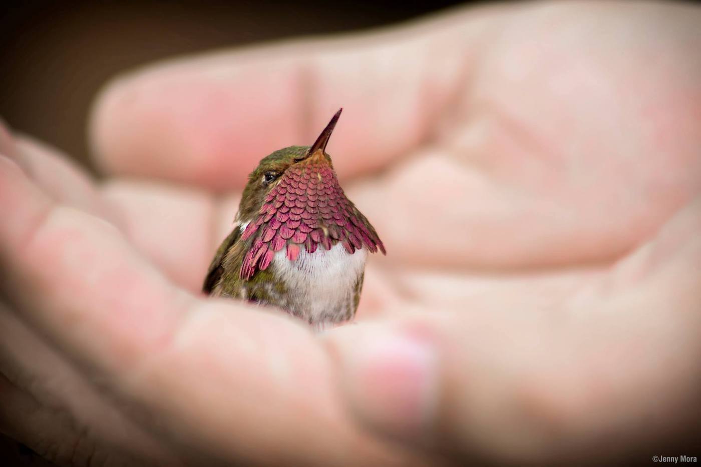 Imagen de un Colibrí Mosca o Colibrí Chispita como se les conoce (Selasphorus flammula). Esta es parte del compendio de imágenes de la iniciativa Aves y Ventanas Costa Rica para crear conciencia sobre el problema y brindar ayuda. La lidera la bióloga Rose Marie Menacho-Odio, bióloga / FotografÍa: Aves y Ventanas Costa Rica.
