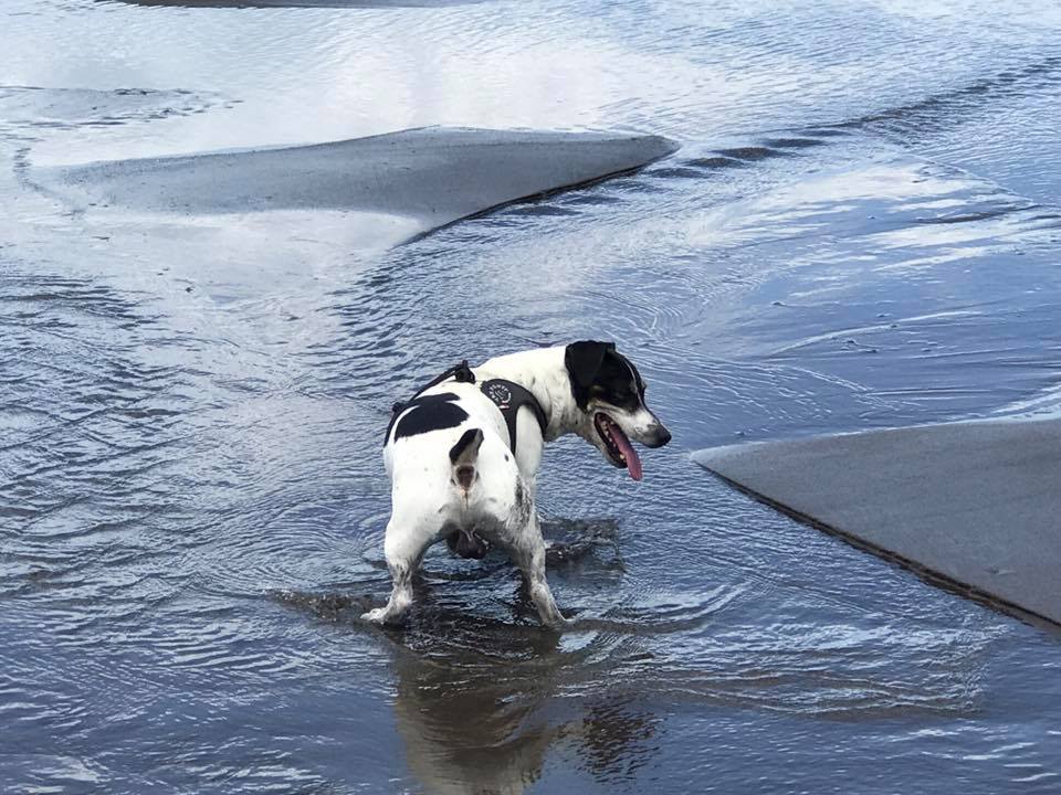 Otra de las recomendaciones es tomar en cuenta la raza del perro, pues algunas son más tolerantes que otras al calor y a la actividad física. Foto: María del Rocío Martínez para LN.