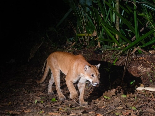 Esta semana vecinos del cantón de Escazú reportaron el avistamiento de un puma cerca de una zona residencial. Foto: Ian Thoman.