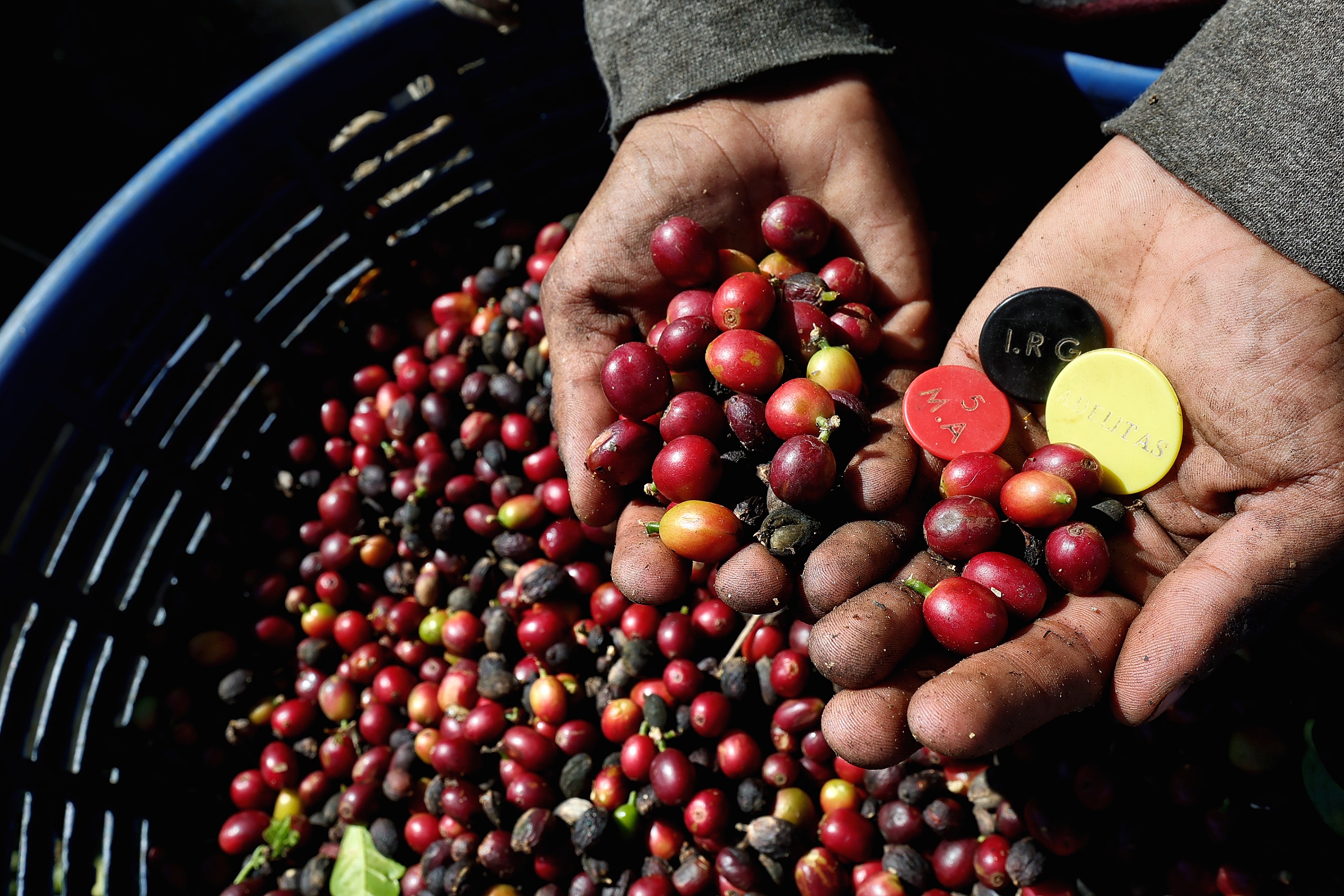Cinco factores que hacen peligrar el café de Costa Rica 