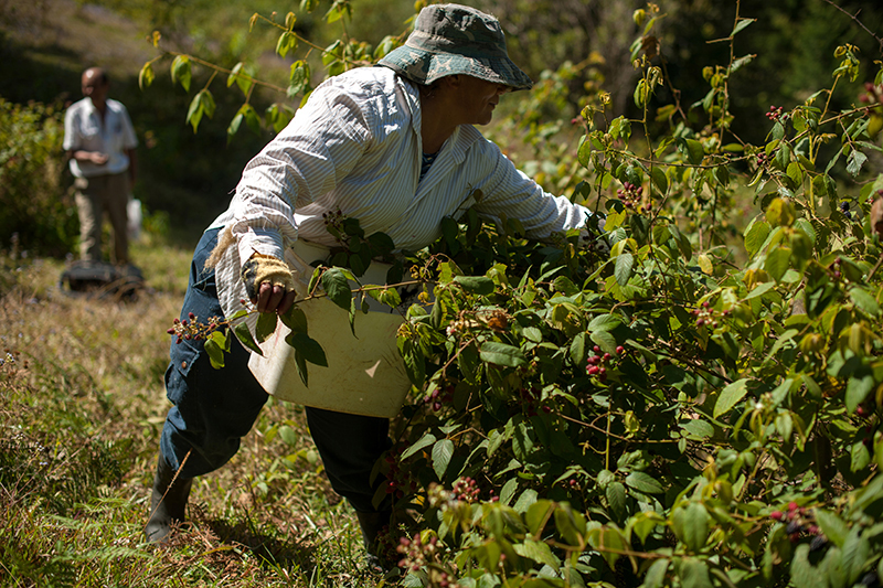 1 k Lilliana Robles Gamboa consecha moras orgánicas en San Martín de León Cortés. Esa fruta es la materia prima para los jugos Siwá. 2 k José Badilla alista las moras en una hidroprensa para extraerles el jugo. 3 k Badilla y Fabrice Vaillant, miembro del equipo investigador, colocan la fruta en una máquina para ser molida. 4 k Una de las etapas del proceso consiste en añadir enzimas llamadas pectinasas extraidas de un hongo. El objetivo es aprovechar los componentes bioactivos presentes en la semilla de la mora. 5 k La microfiltración tangencial permite extraer todos los componentes beneficiosos que tiene la fruta. 6 k Así se ve el producto después del envasado. | JOSÉ DÍAZ