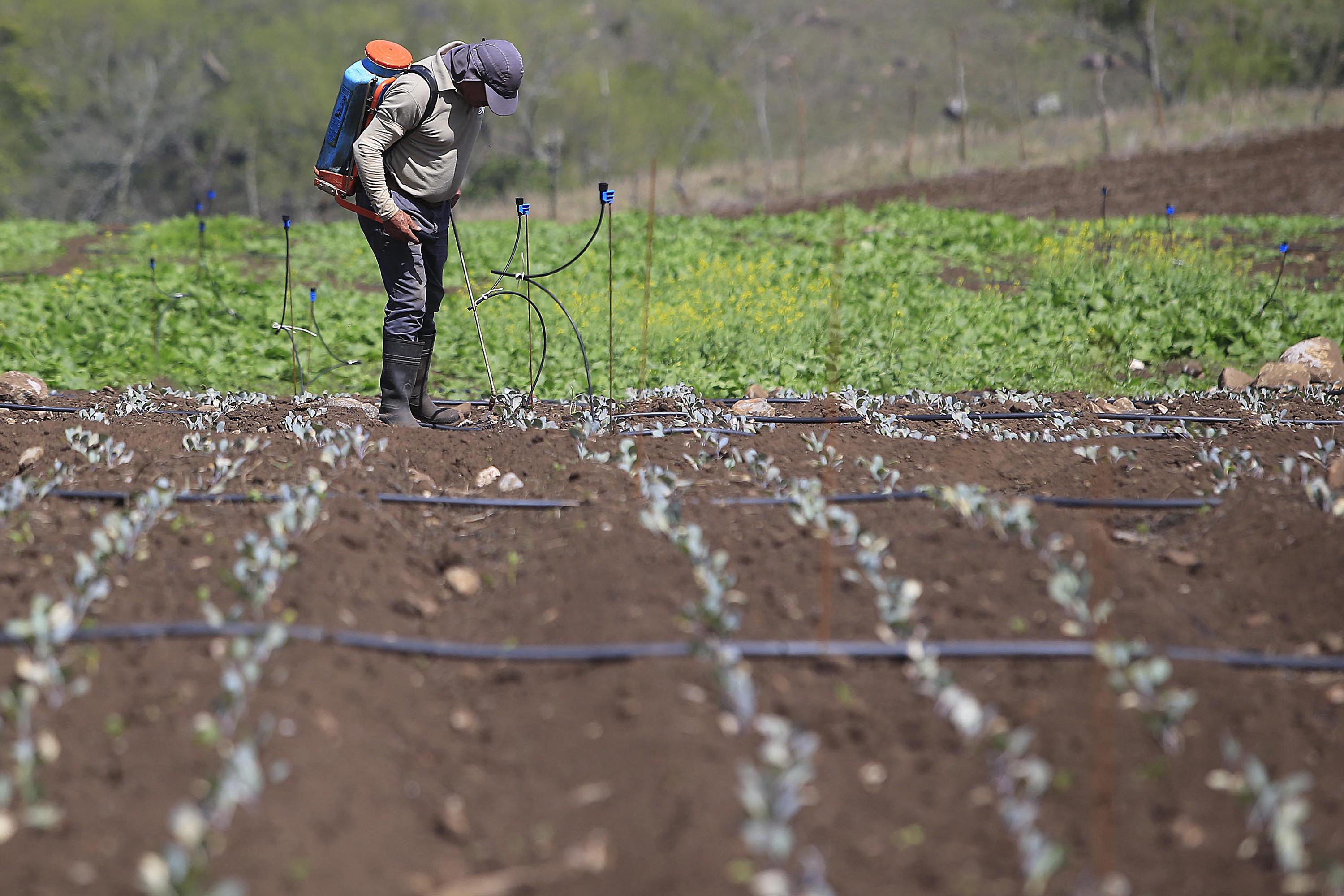 15/05/2019 Tierra Blanca de Cartago. Recorrido por fincas para ver el impacto del fenómeno de El Niño. Suelos, si hay sequía y si no, fotografíar el suelo y los cultivos pequeños que están creciendo. Foto: Rafael Pacheco