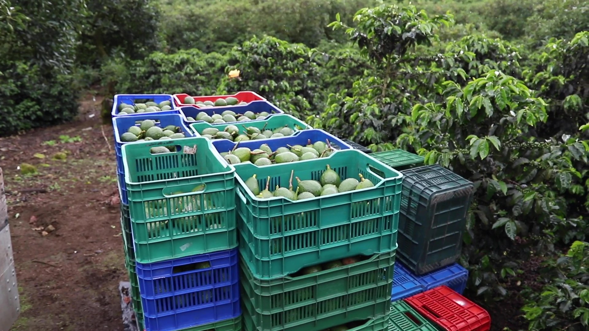 Fresh avocado harvest from producers in León Cortés