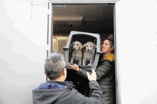 Nicole Smith, voluntaria de Animal Haven, pasa una caja al director de operaciones de la organización Mantat Wong, que contiene dos perros rescatados.Foto: Andrew Kelly/AP