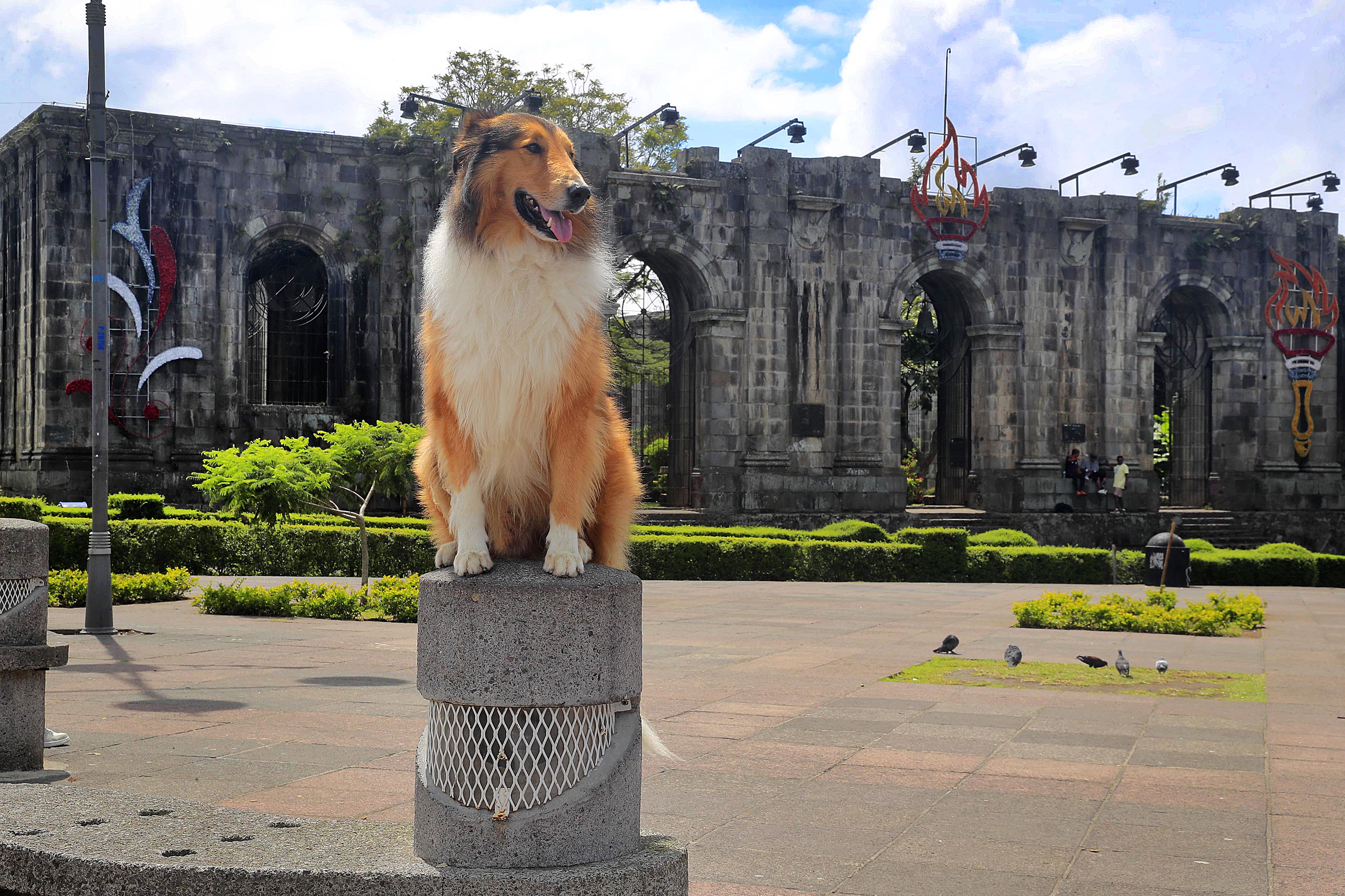 18/09/2023 Cartago. Theo es un perro de la raza collie de pelo largo, dócil y amigable, entrenado para subirse en mojones, ventanas y maceteras y quedarse ahí tan quieto como para posar con niños y adultos, e incluso dejarse acariciar por cualquier persona, como lo demostró este viernes al frente y en los jardines internos de las Ruinas de Santiago Apóstol.