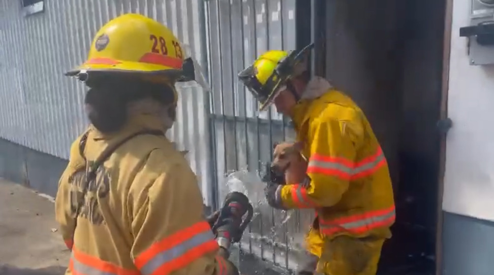 El perrito estaba atrapado en la casa cuando llegaron los bomberos