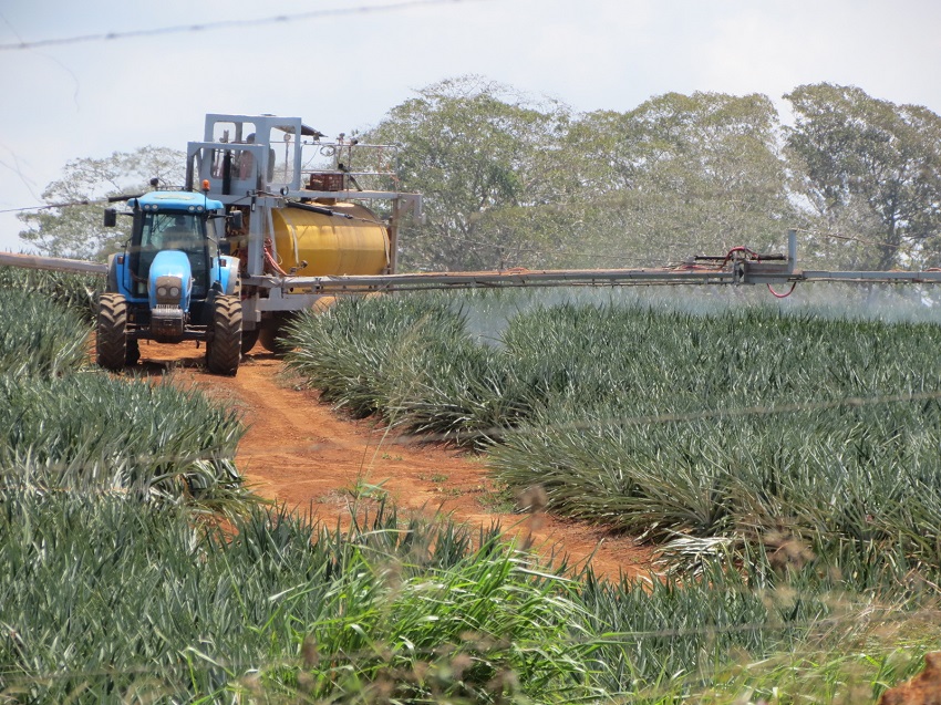 En la región Huetar Norte hay 24.653 hectáreas sembradas de piña, otras 11.188 hectáreas están en el Caribe y 8.659 hectáreas en la región Brunca (sur). Aquí un cultivo de la fruta en Los Chiles, cerca de La Trocha, fronterizo con Nicaragua. Foto: Carlos Hernández