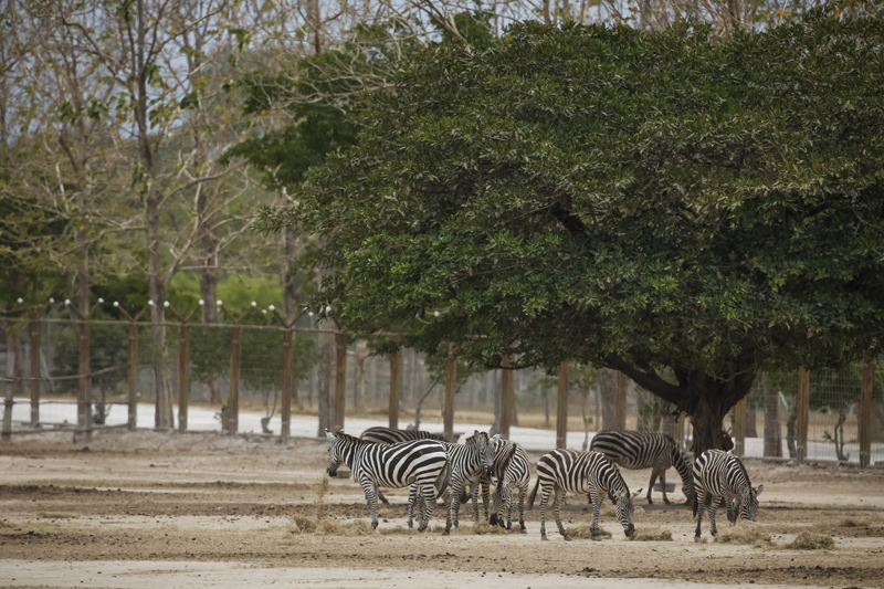 Postal. En uno de los bellos parajes de África Safari, las cebras caminan entre árboles de Guanacaste. Jorge Arce