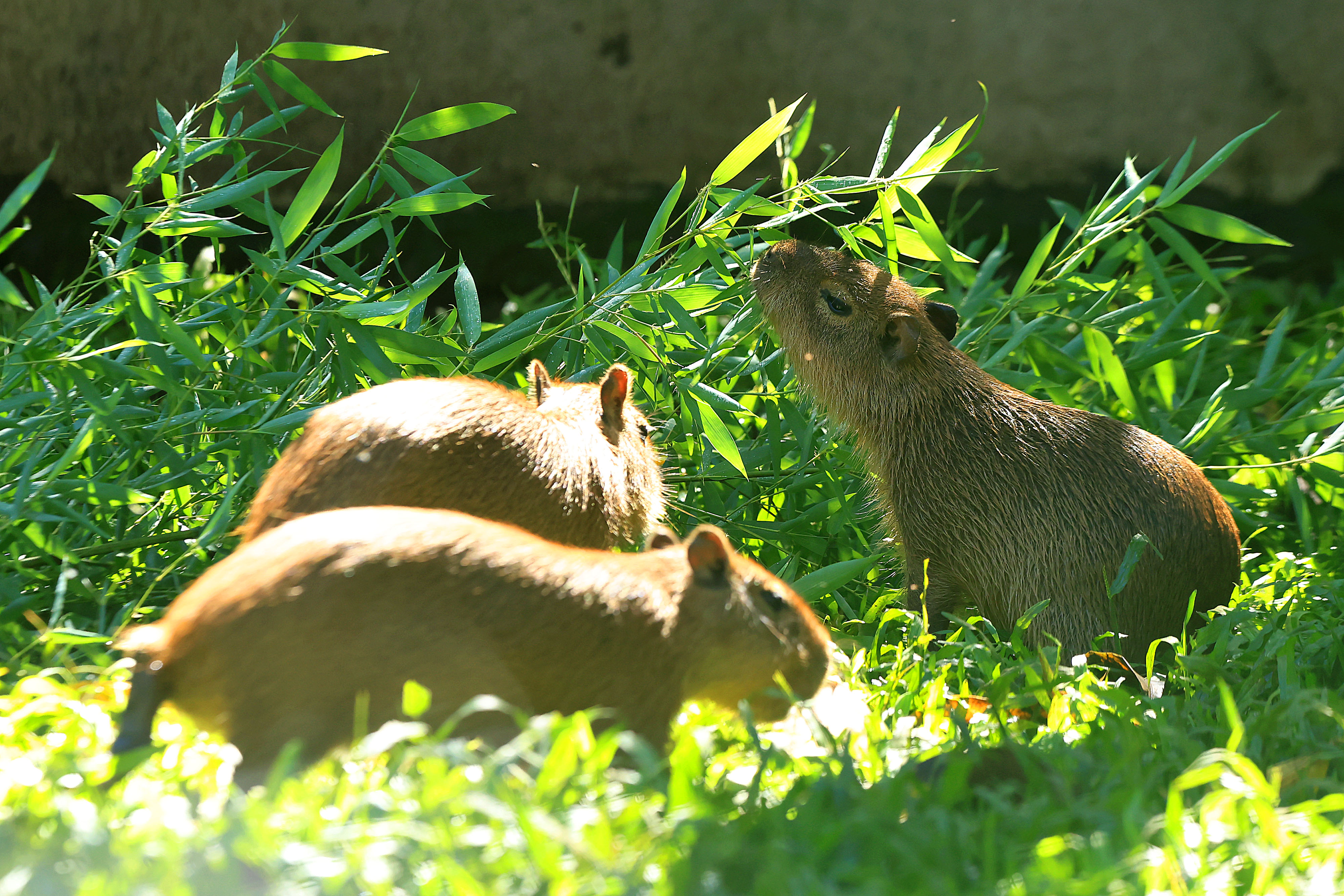 Capybaras at Rescate Wildlife Rescue Center