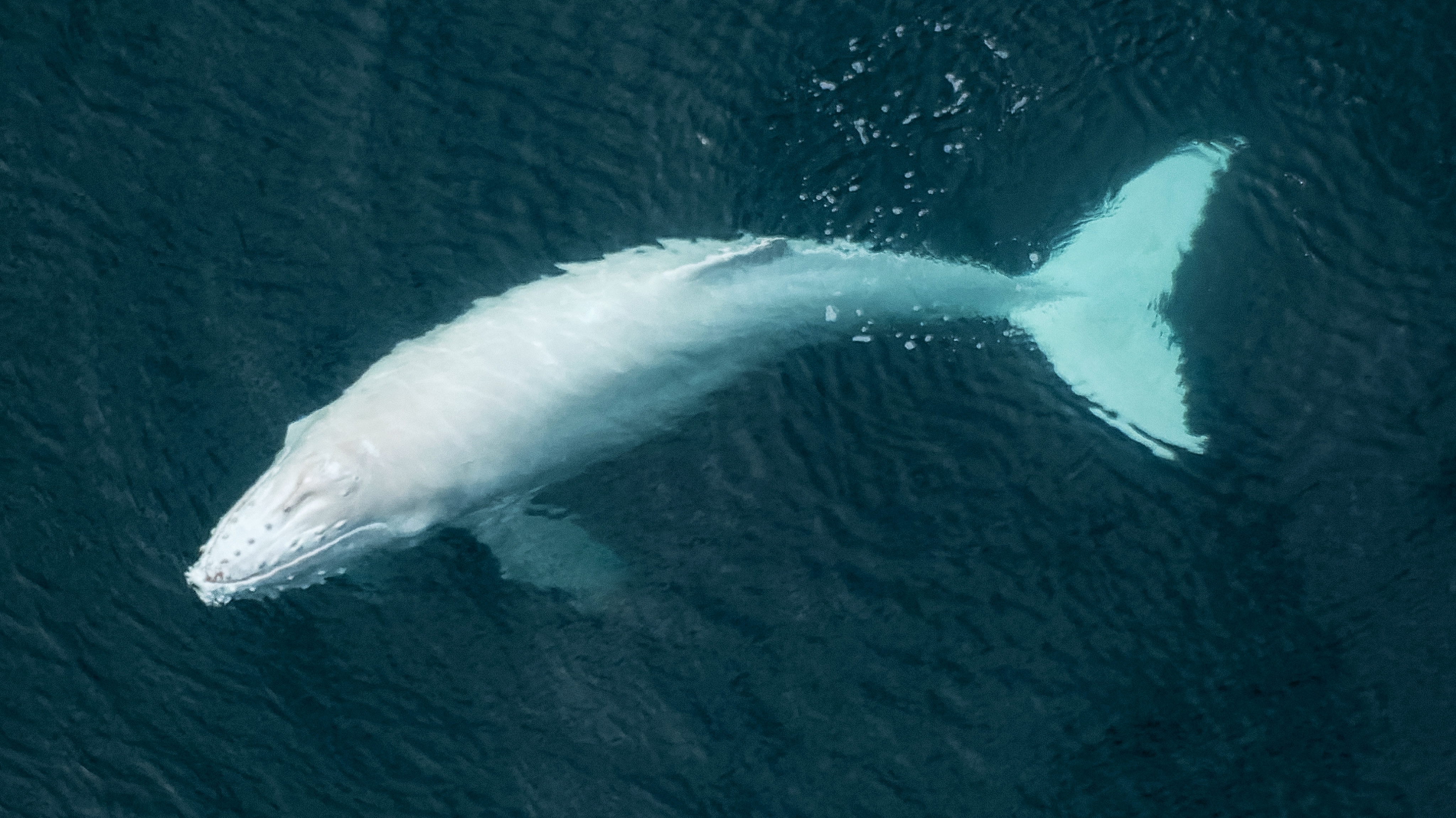 ballena jorobada albina
