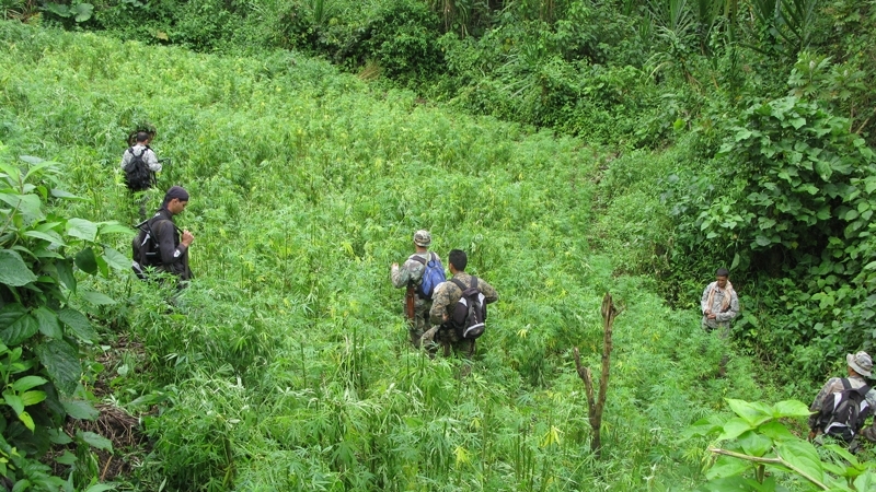 La erradicación de la marihuana incluye largas caminatas por la montaña que dificultan la efectividad de las acciones policiales. | ESTEBAN MATA