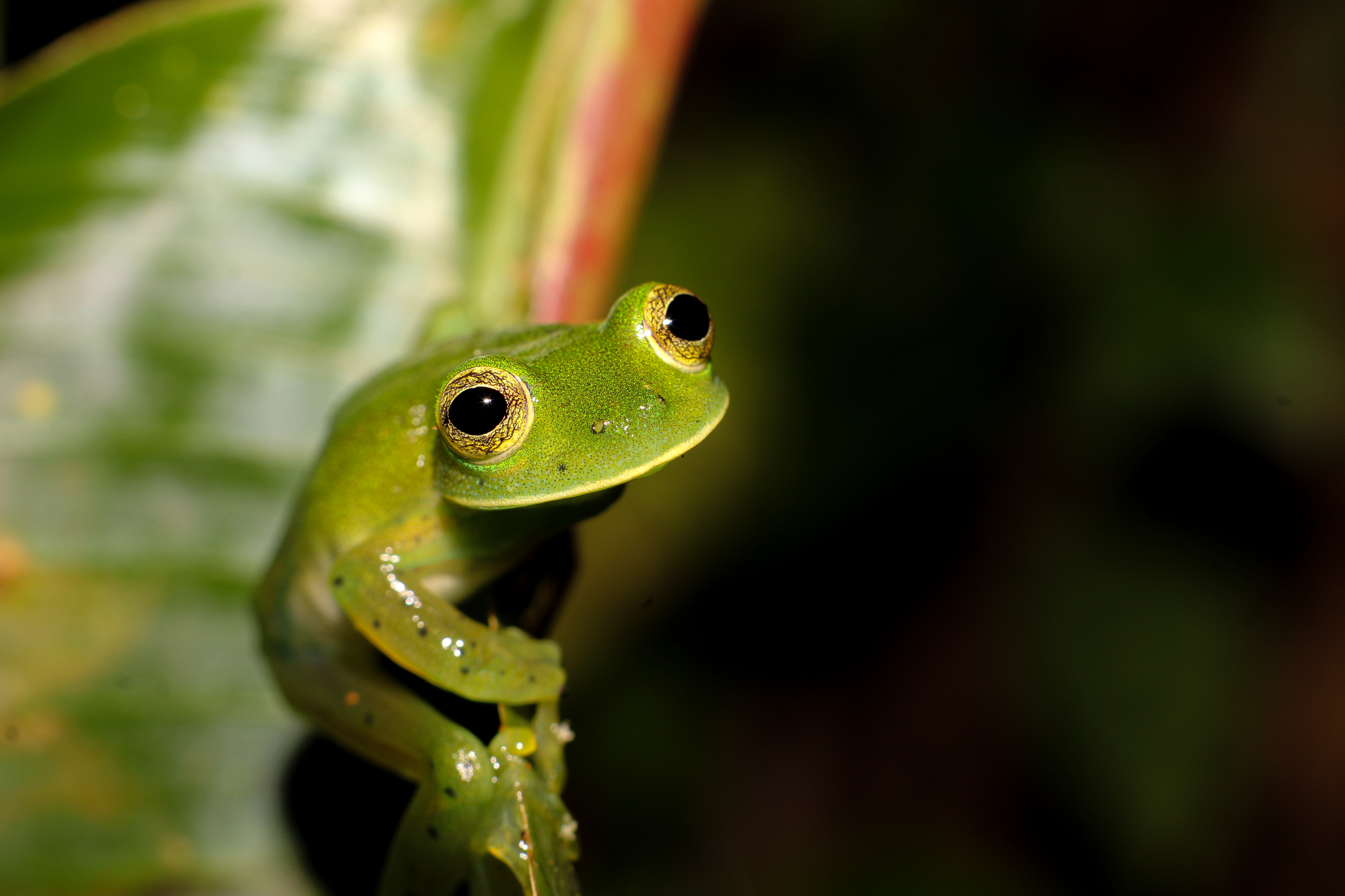 La Espadarana prosoblepon, o rana de cristal, es una de las especies que se encuentran en suelo tico.
Fotografía: Leandro Araya / UNA
