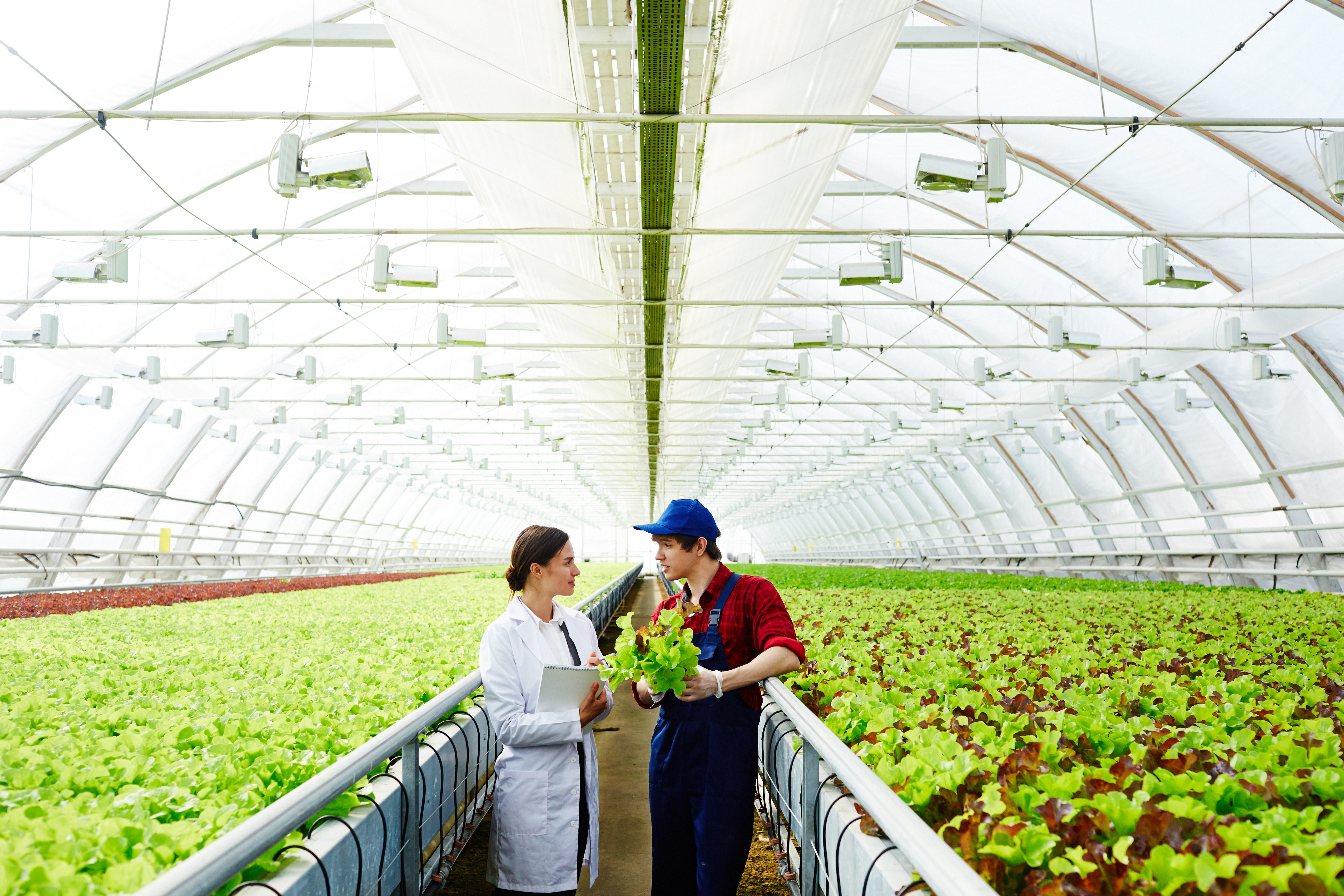 Las empresas de agroindustria suelen abrir operaciones cerca de sus insumos y así generan empleos y dinamizan la economía fuera de la GAM. Foto: Shutterstock