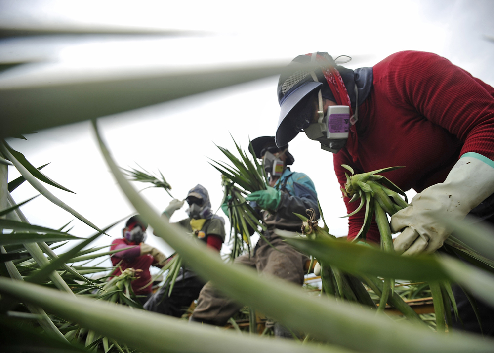 Residuos de la piña podrían usarse para generar electricidad | La Nación