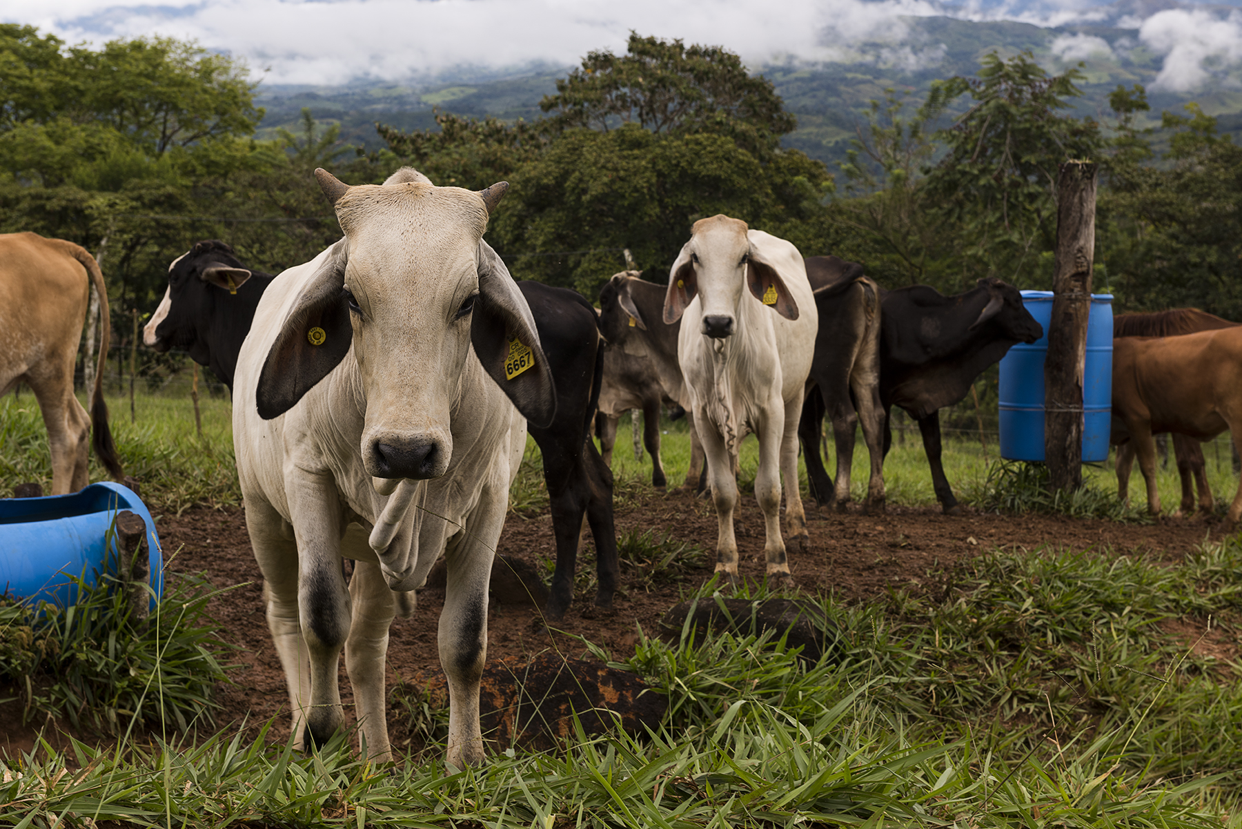 El aumento en la demanda de carne de res de China ha hecho que el hato ganadero en el país aumente en más de 340.000 cabezas desde 2014. El TLC con China, su crecimiento económico y sus problemas de abastecimiento de carne de cerdo explican ese aumento en la demanda.