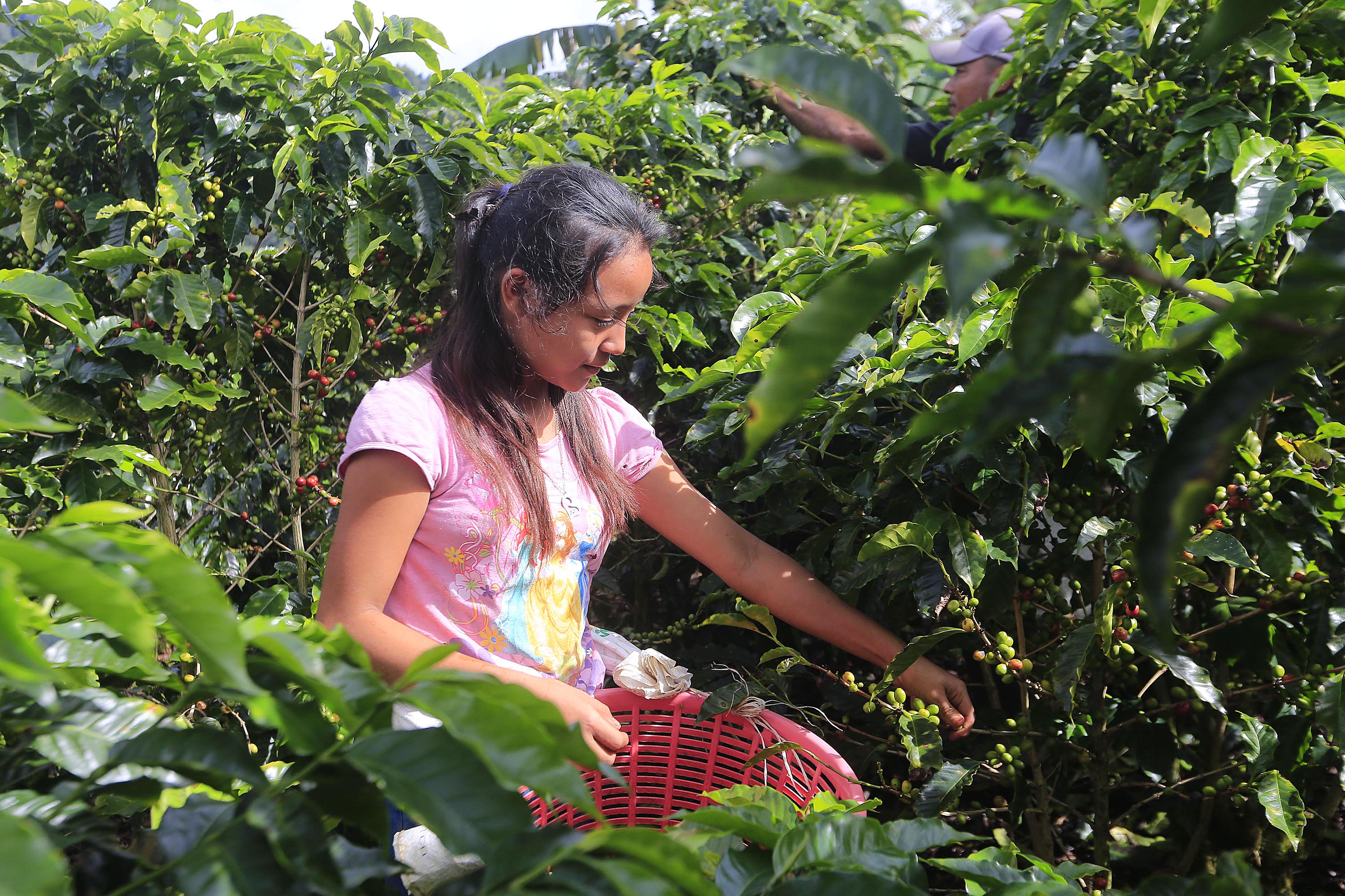 Un día cogiendo café: las historias que esconde el cafetal | La Nación