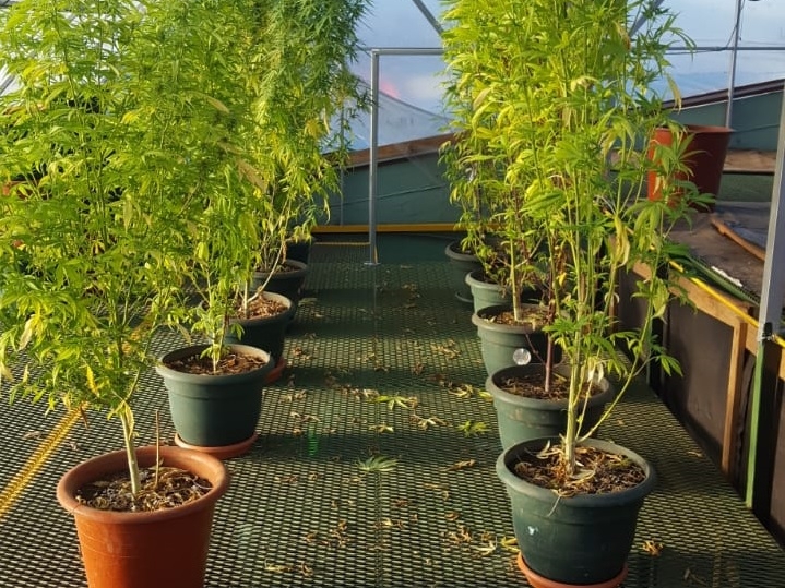 8/08/2019 Detienen abogado de apellido Cerdas por venta de marihuana. Foto: Suministrada por Francisco Barrantes.