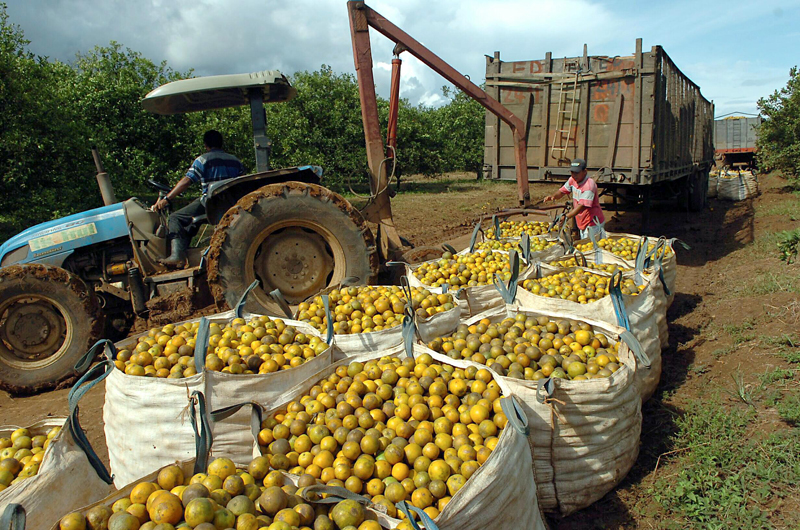 TicoFrut es una empresa agrícola, ubicada en la Zona Norte del país, que brinda empleo a más de 3.000 personas. Entre sus principales cultivos están las naranjas. Foto: Mario Rojas