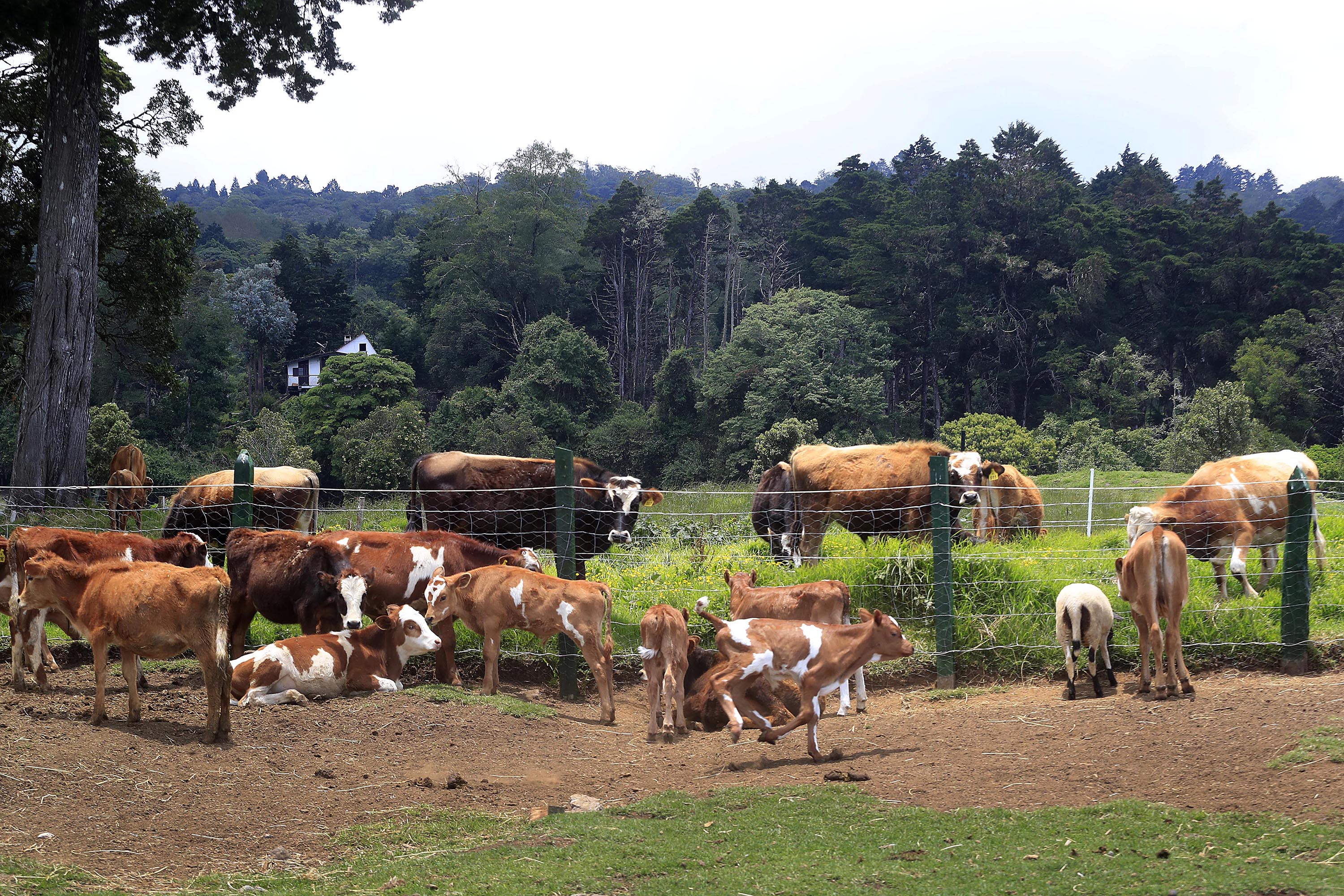 19/04/2022 San José de la Montaña, Heredia. Finca Los Bambinos con proyecto de reforestación y producción adaptada a cambio climático. Los terneros desde muy pequeños experimentan la independencia y libertad de compartir con los demás, incluso con algunas ovejas, en un corral aldeño a la lechería.