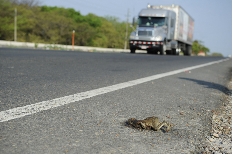 Con las lluvias viene la época de apareamiento de ranas y sapos. Muchos mueren en las carreteras al tratar de cruzar para llegar a los sitios de reproducción. | MAYELA LÓPEZ.