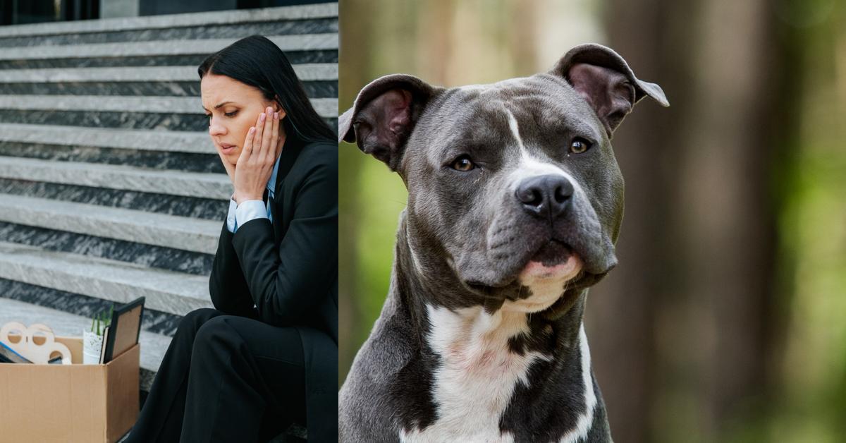 Una disputa por la permanencia de una mascota en un condominio llegó hasta la Sala Constitucional, luego de que la administración del inmueble le exigiera a una inquilina retirar a su perrita por ser de una “raza prohibida” en el reglamento emitido por la administración.
