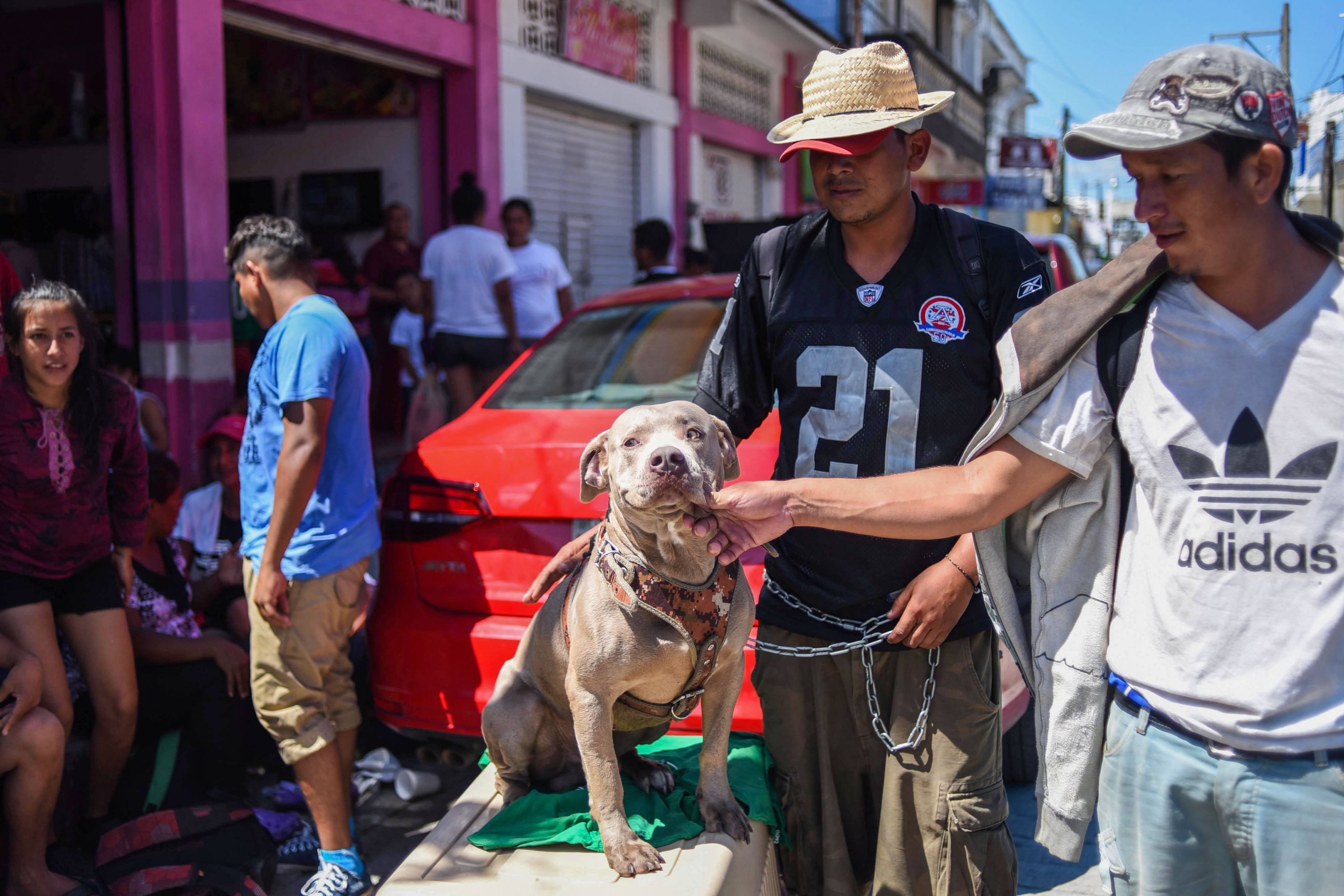 Bolillo el perro que viaja con la caravana de migrantes