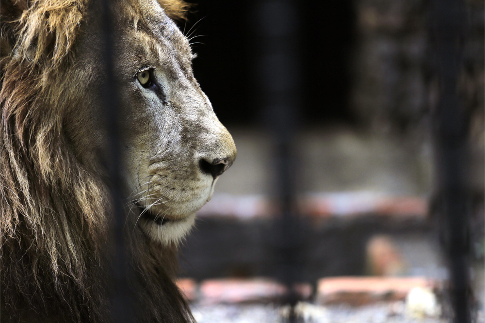 Sinac valorará la salud del león Kivú