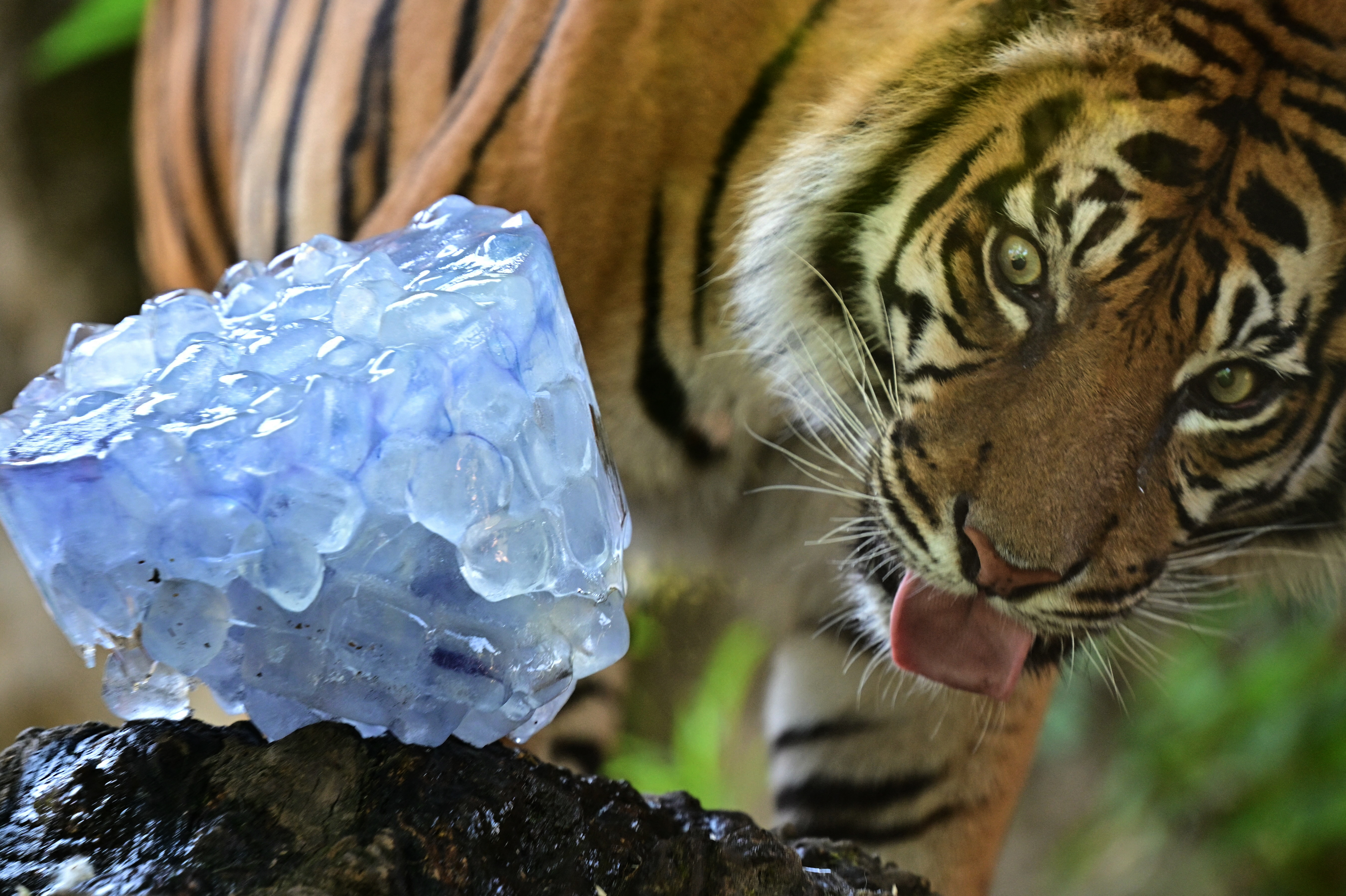 Un tigre disfruta de comida congelada en el Jardín Zoológico de Roma "Bioparco" durante una ola de calor en Roma, el 2 de julio de 2025. (Foto de Tiziana FABI / AFP)