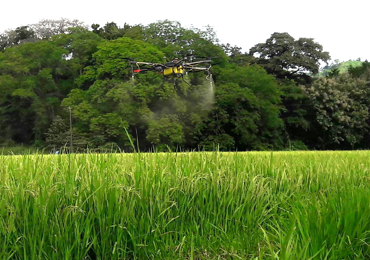 29/10/2019. Algunas fincas en Costa Rica sustituyen la fumigación de agroquímicos con tractores al uso de drones. Eso resulta en una gran baja en el uso del agua (en piña de 3.000 litros a 30 litros por hectárea). Aquí la fumigación en una finca arrocera.
Foto: Cortesía del INTA