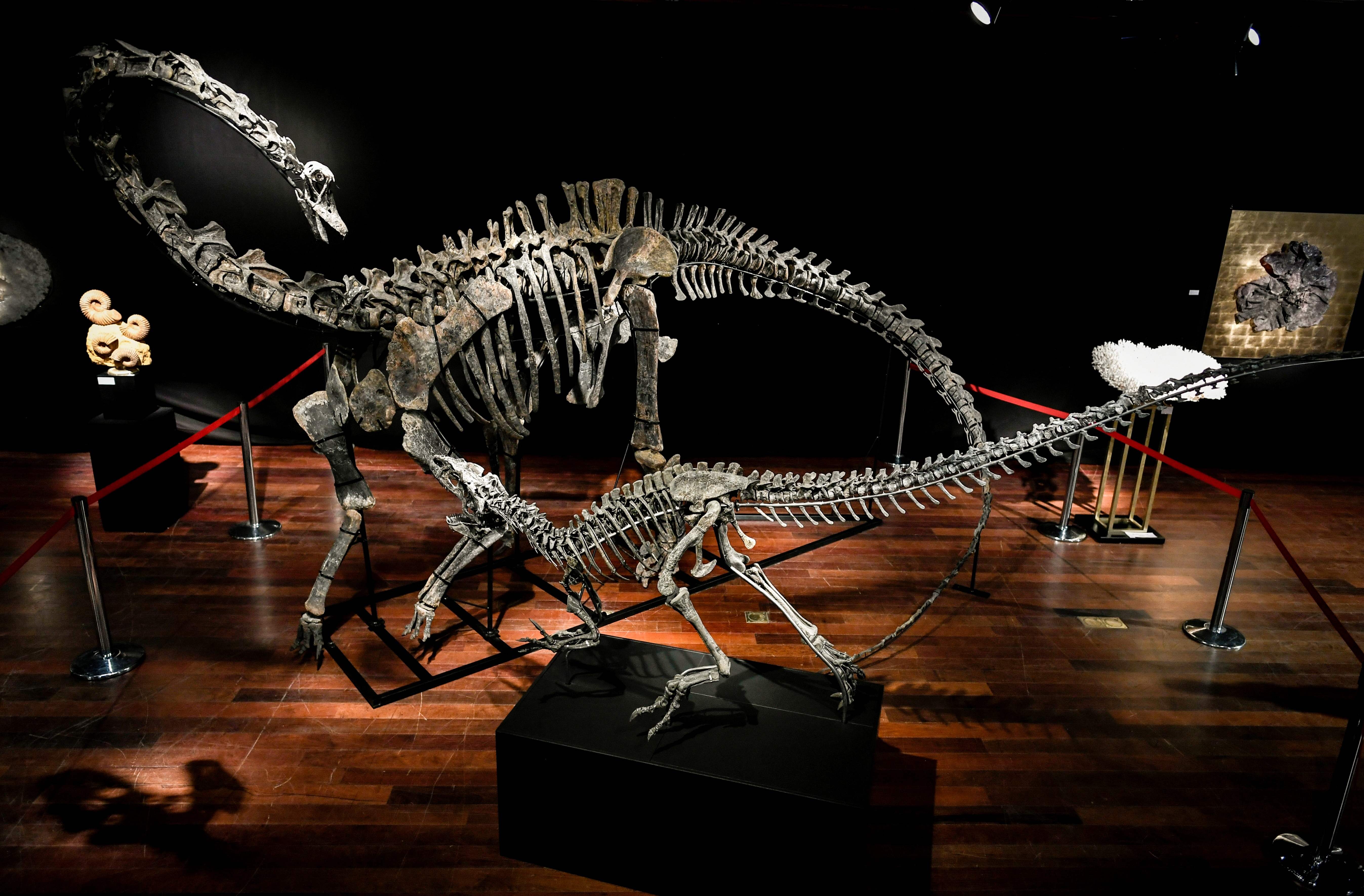Crecen interesados en comprar esqueletos de dinosaurios | La Nación