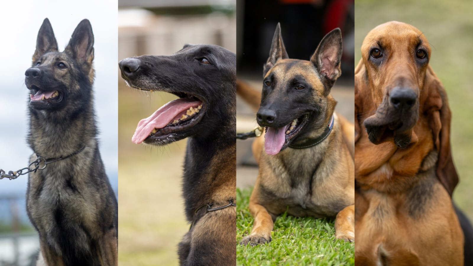 Unidad Canina OIJ