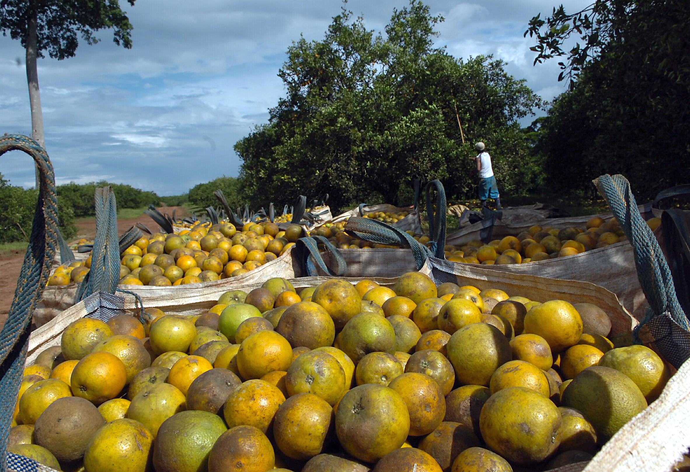 La producción de naranja es la principal actividad de TicoFrut en la Zona Norte del país. La empresa estima que brinda empleo a 3.000 personas. Foto: Mario Rojas.