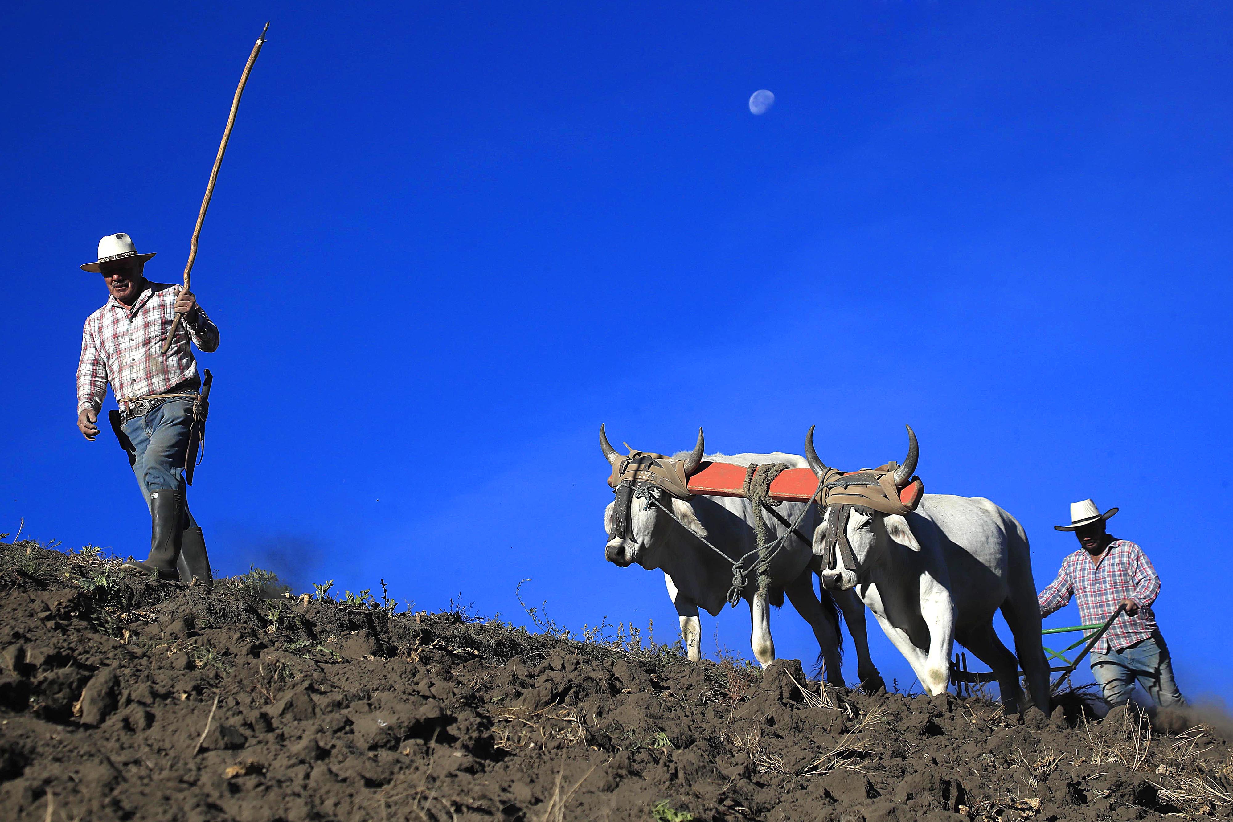 09/05/2023 Cartago, zona norte. Los agricultores se esmeran en trabajar la tierra. Preparan el terreno para la siembra, depositan la semilla y cuidan los cultivos, que requieren abono, limpieza y demás atenciones hasta sacar la cosecha. Este 15 de mayo celebran a su santo patrono San Isidro Labrador. A las 6:30 a.m. Eliecer Córdoba Guillén y su hijo José Alberto; en el arado; con su yunta de bueyes Ñato y Palomo; prepararon este terreno para la siembra en Pozo Amarillo de San Juan de Chicuá.