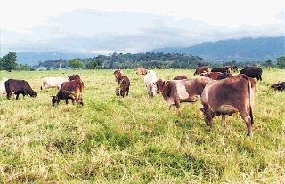 El uso de los anbitióticos en el ganado solo como prevención de enfermedad en animales que están saludables es una práctica riesgosa, según la OMS.