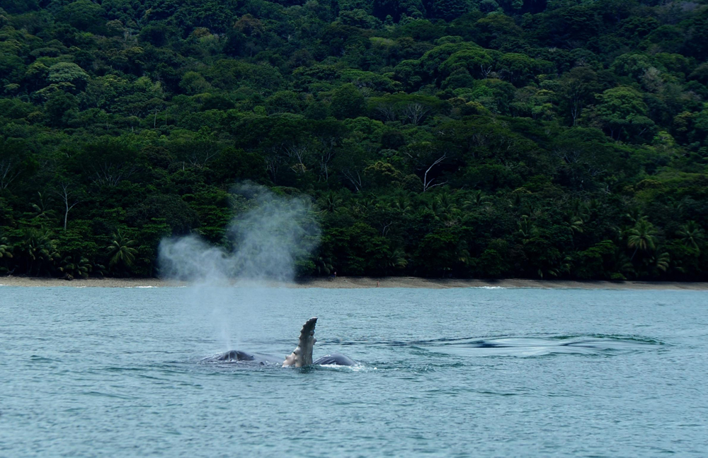 Las ballenas jorobadas escogen Costa Rica como “maternidad” porque sus aguas cálidas y poco profundas favorecen el desarrollo del ballenato. | GRACIELA SOLÍS